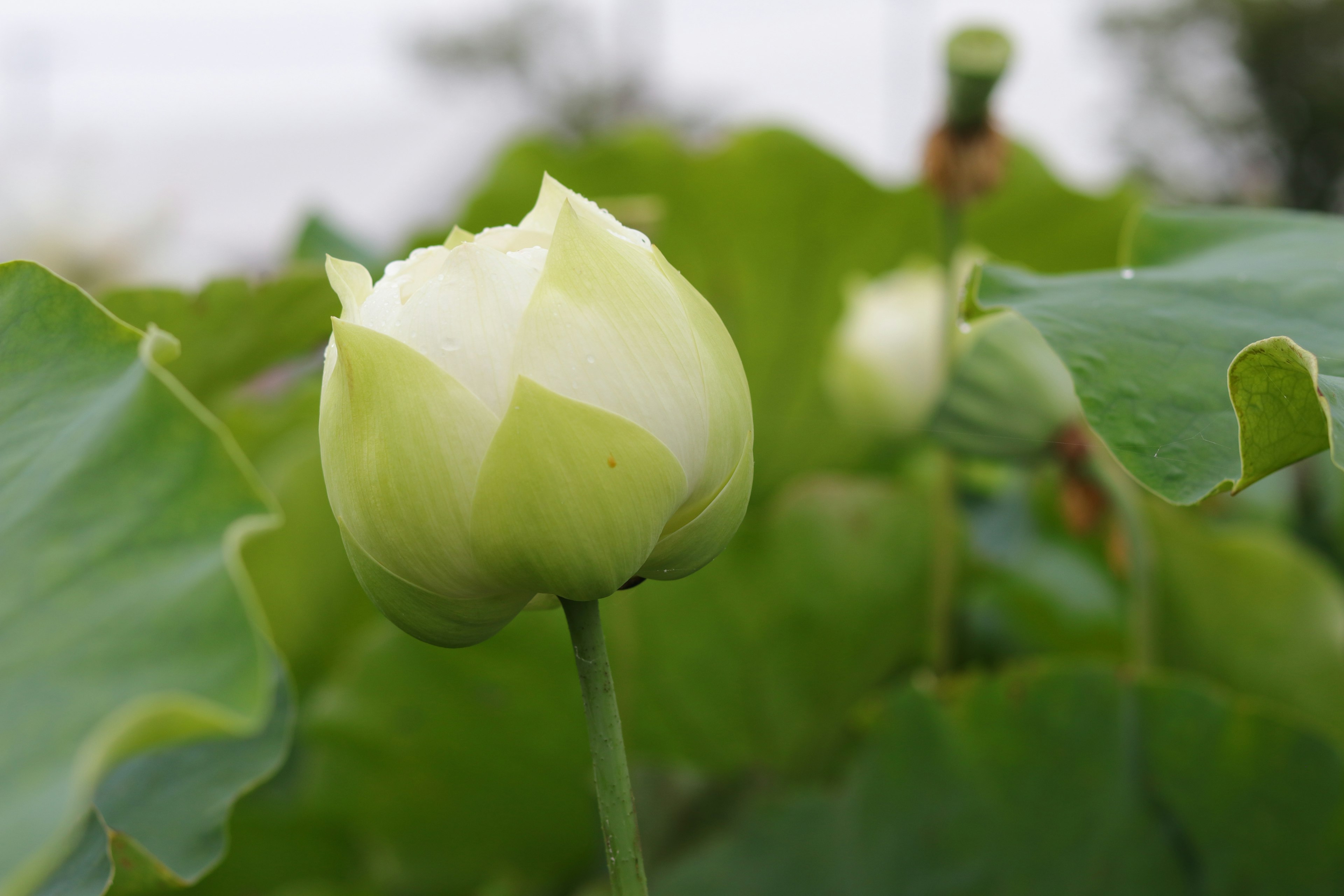 Lotus flower bud surrounded by green leaves