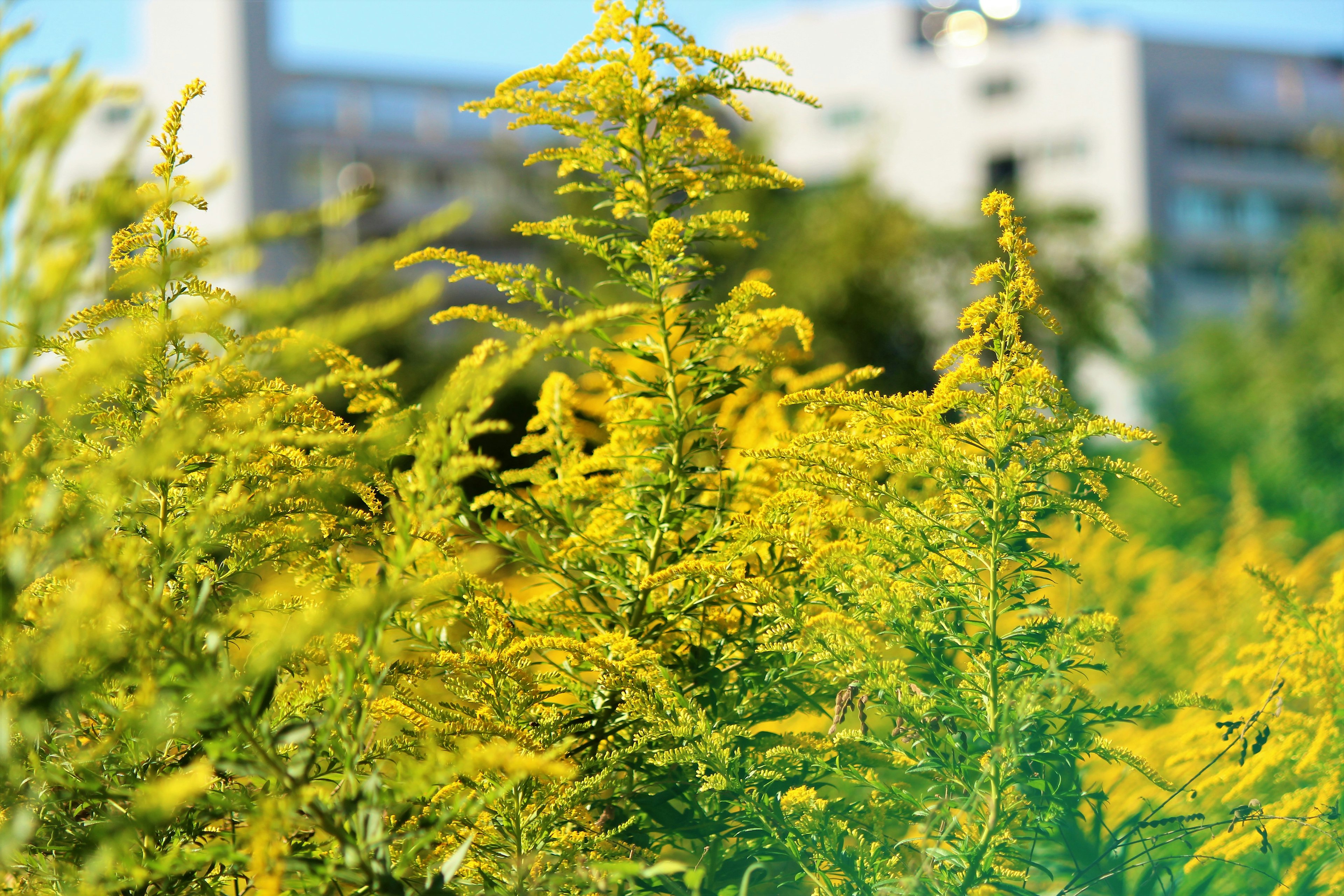 Vibrant yellow plants in the foreground with a blurred building in the background