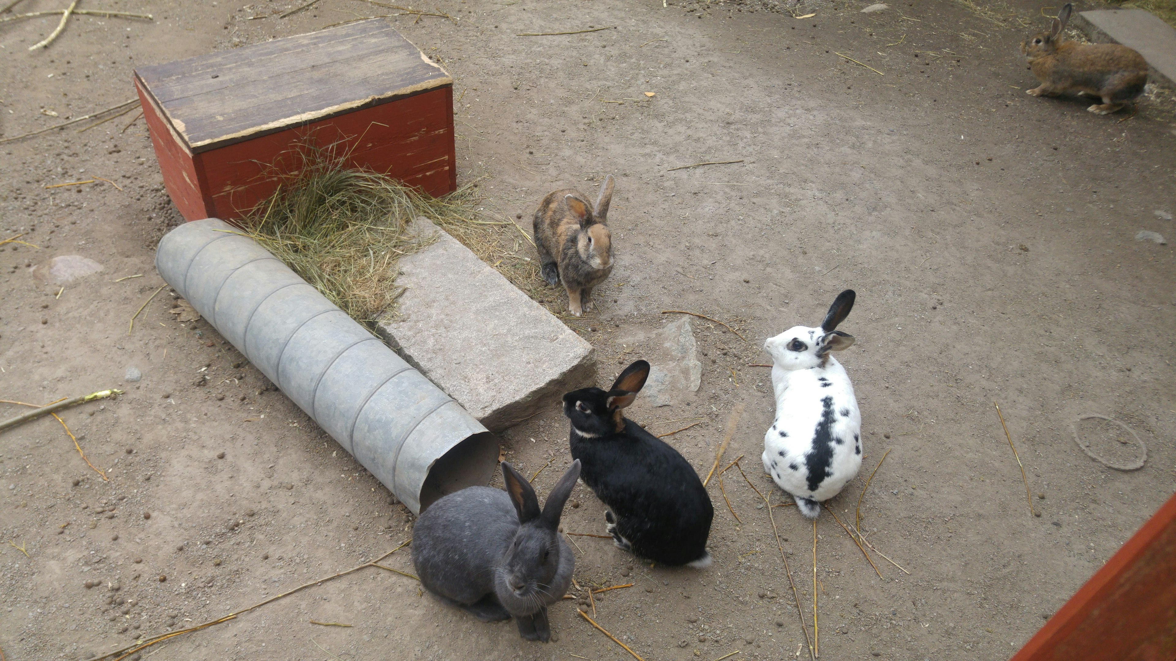 Quatre lapins autour d'un abri avec du foin