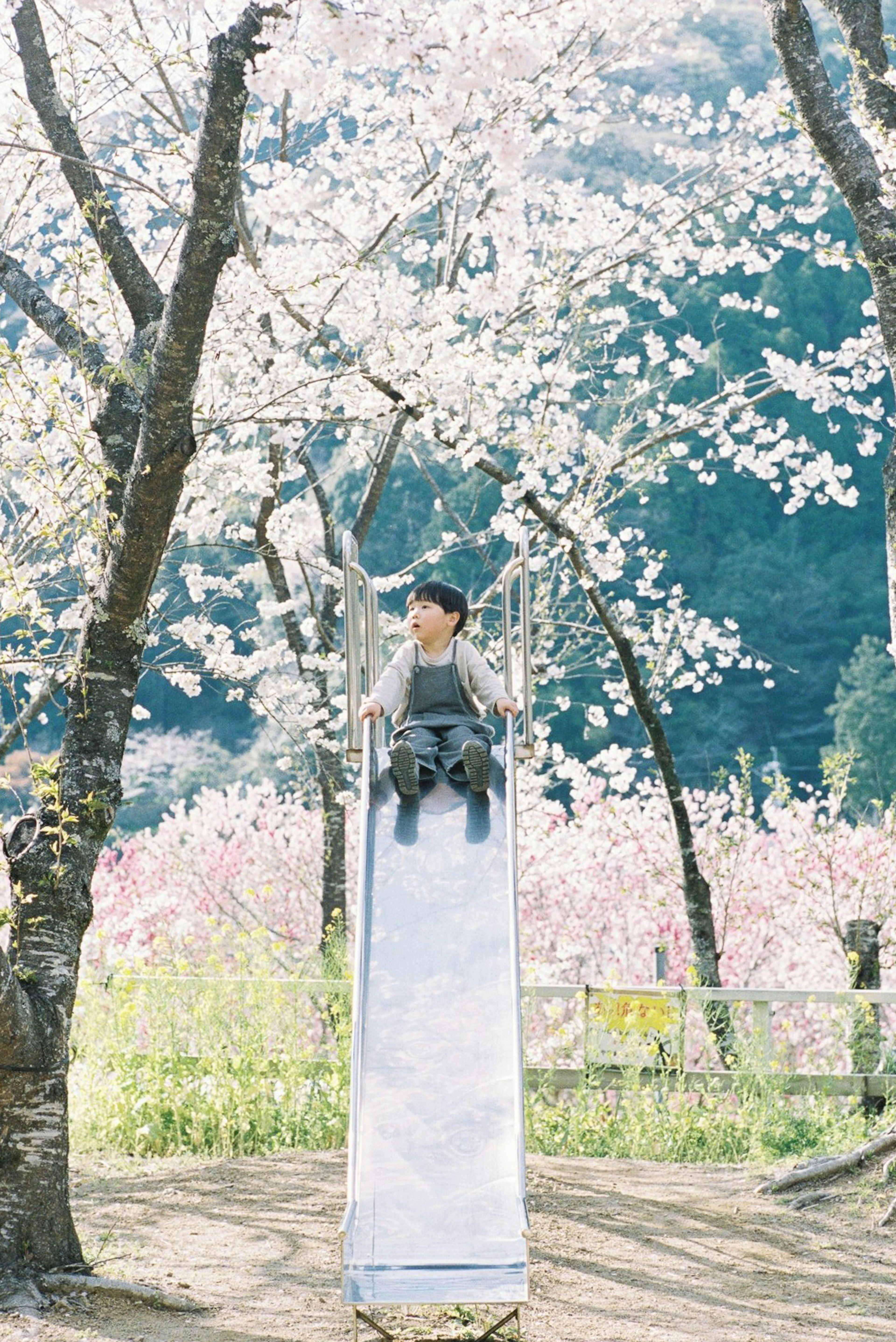 Child sitting on a slide under cherry blossom trees