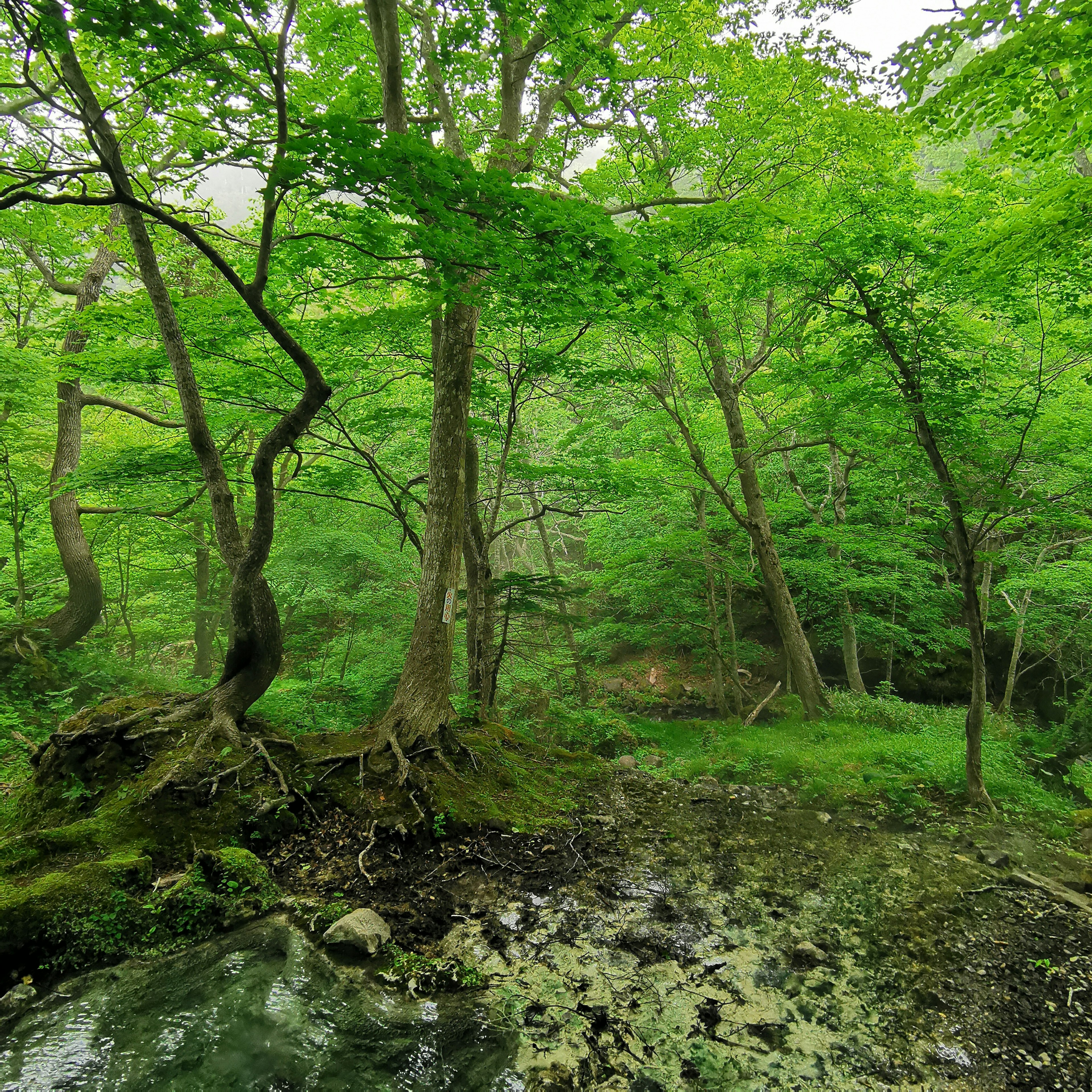 Escena de bosque verde con suelo húmedo y agua fluyendo, raíces de árboles visibles