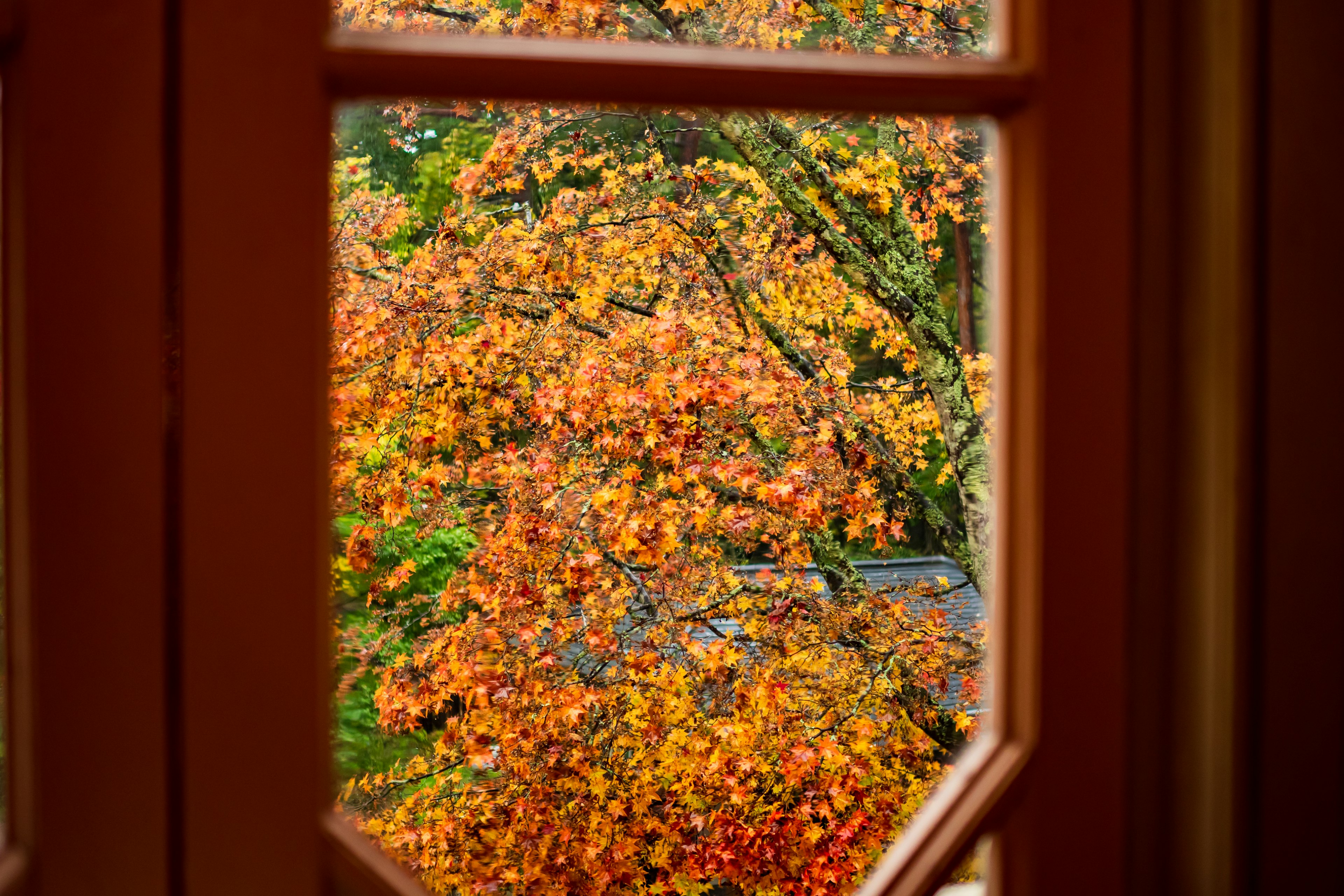 Vista de árboles otoñales vibrantes a través de una ventana