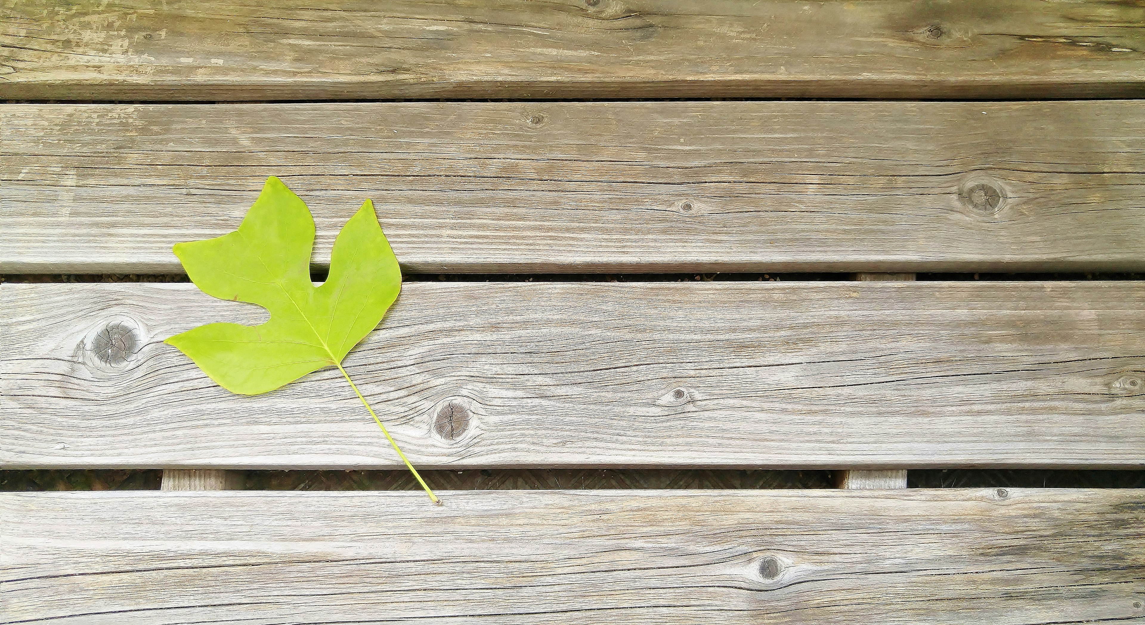 Feuille verte reposant sur des planches en bois