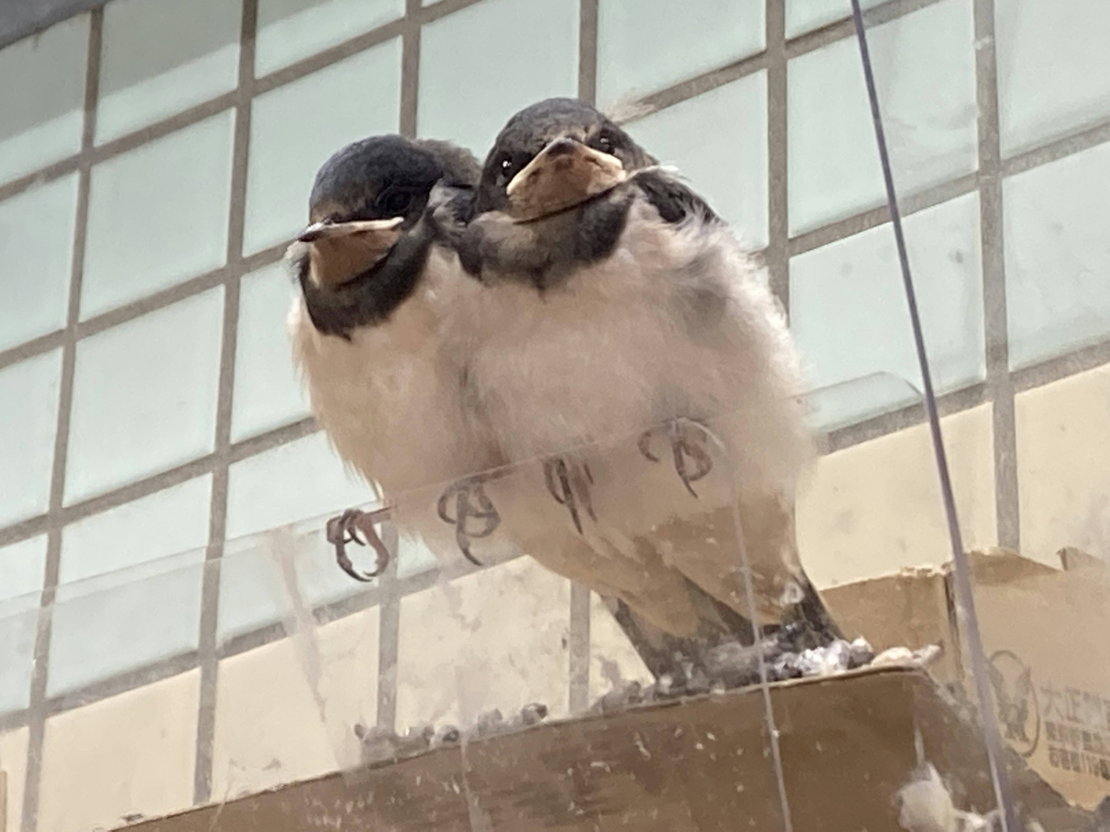 Deux bébés oiseaux blottis l'un contre l'autre