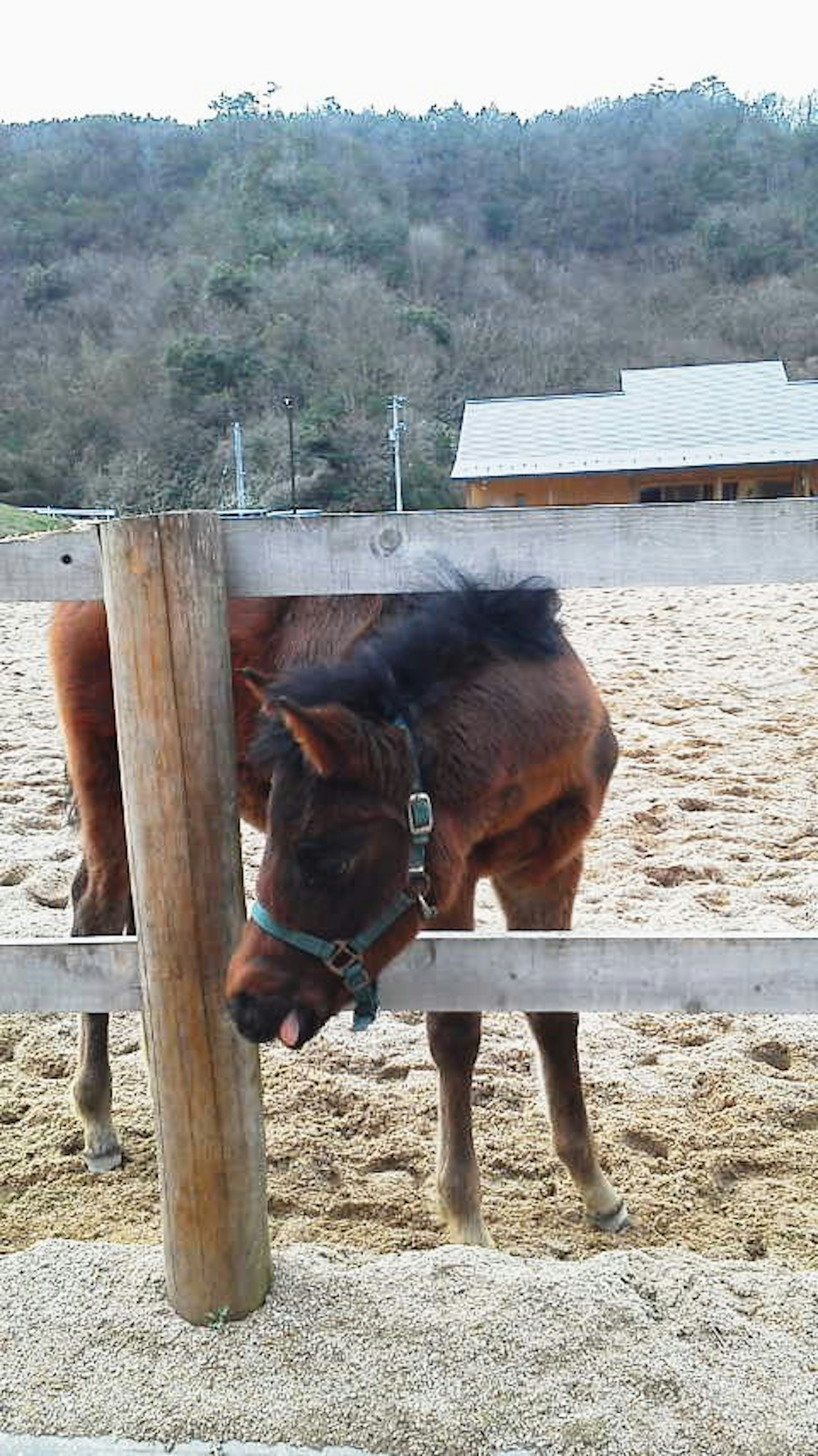 Un piccolo cavallo che sbircia attraverso una recinzione di legno