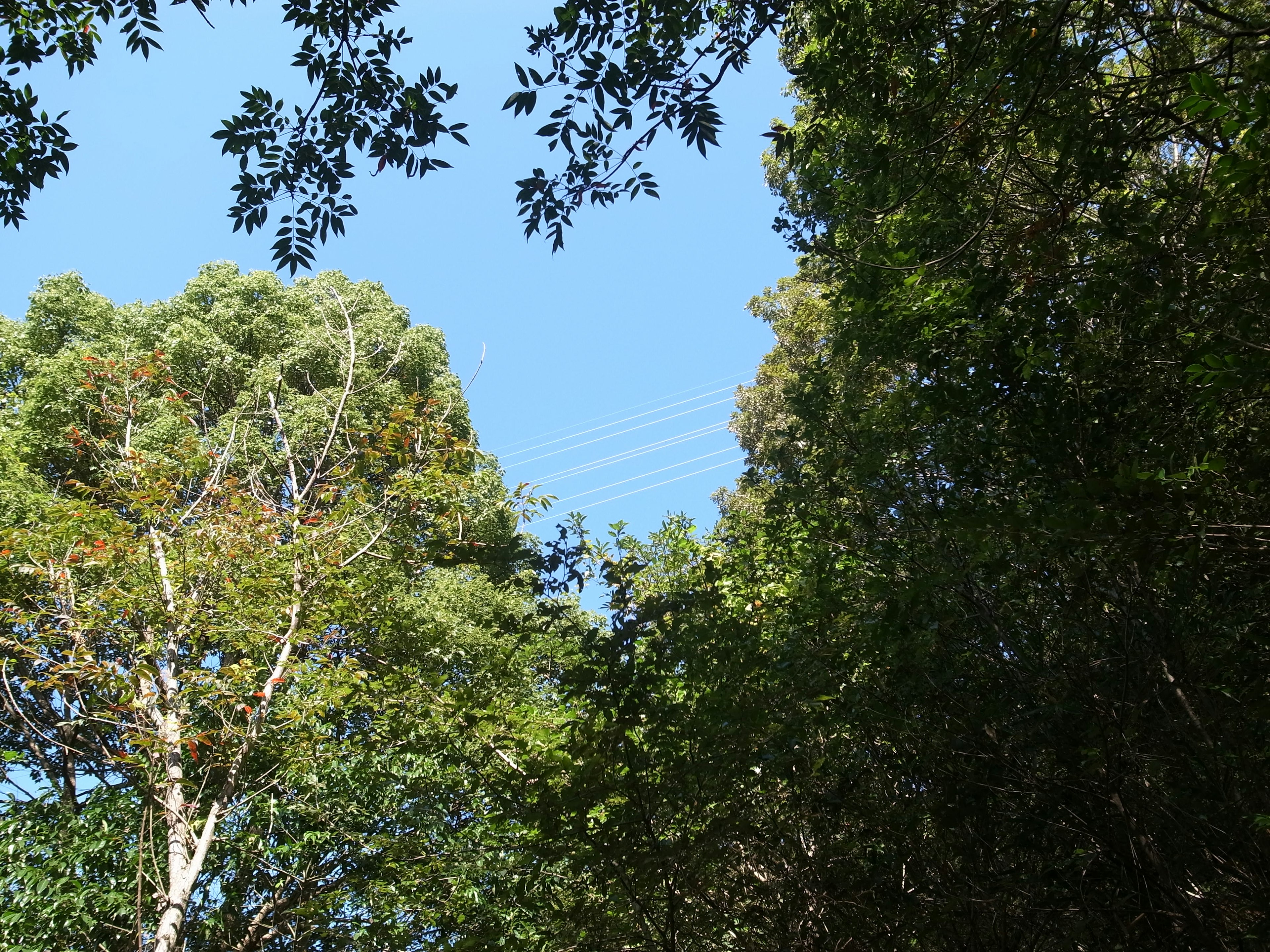 Pemandangan alam dengan pohon hijau dan langit biru