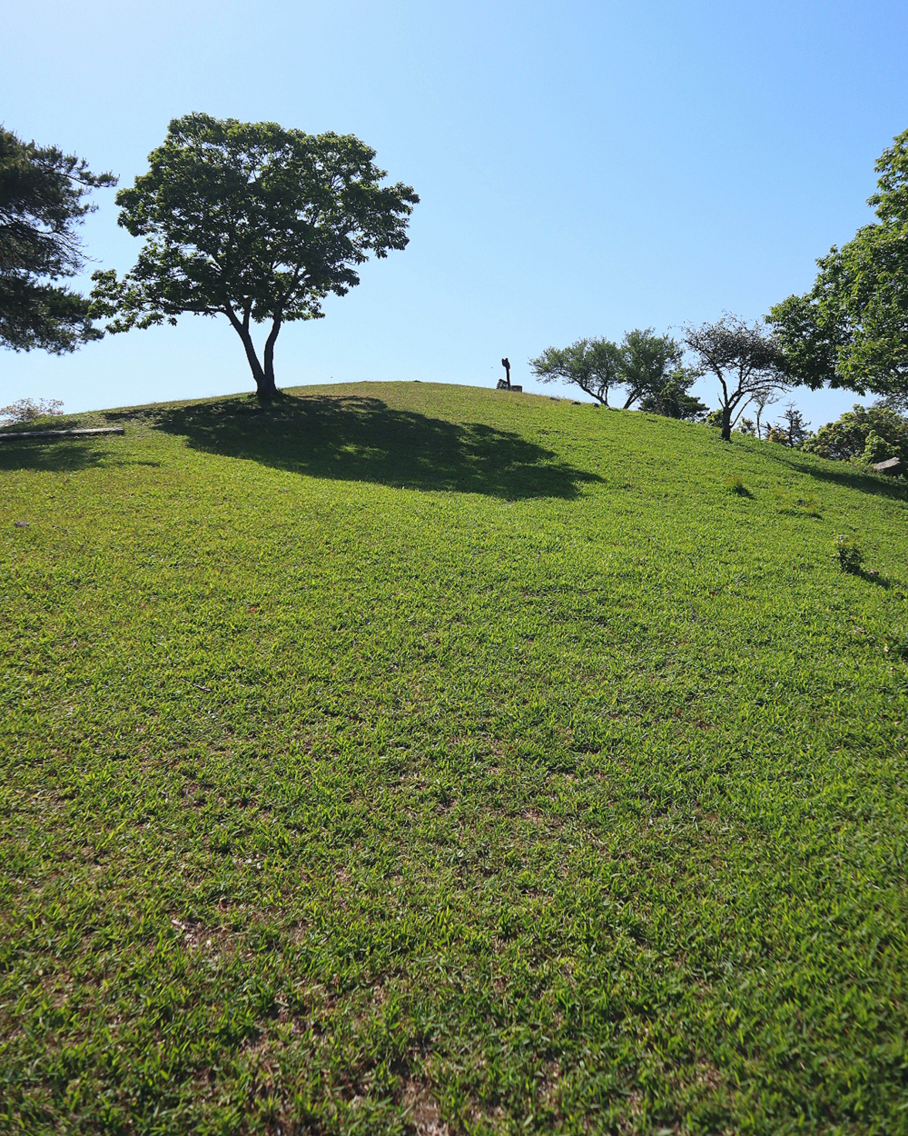 A green hill with a tree and a person standing on top