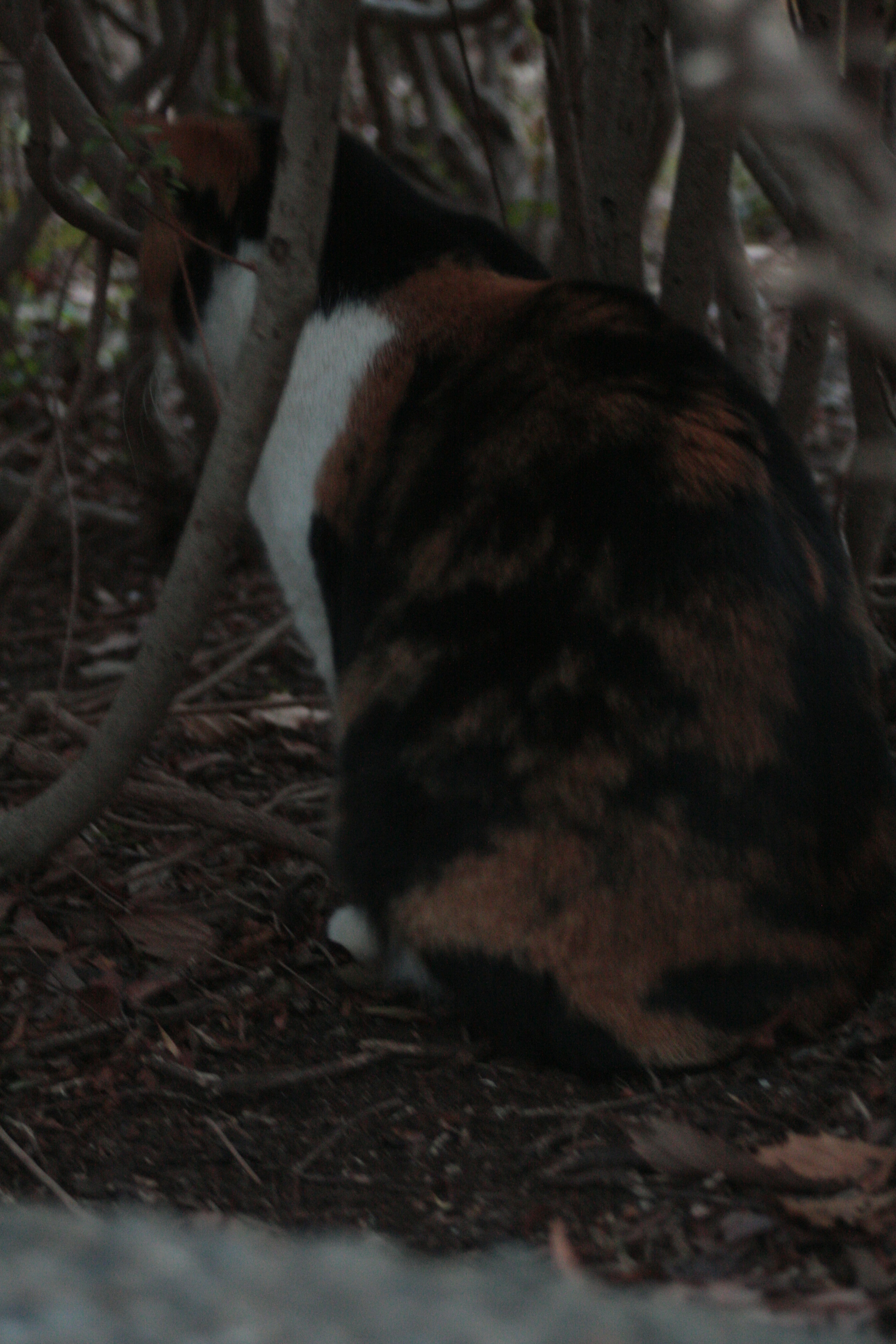 Calico cat hiding behind branches