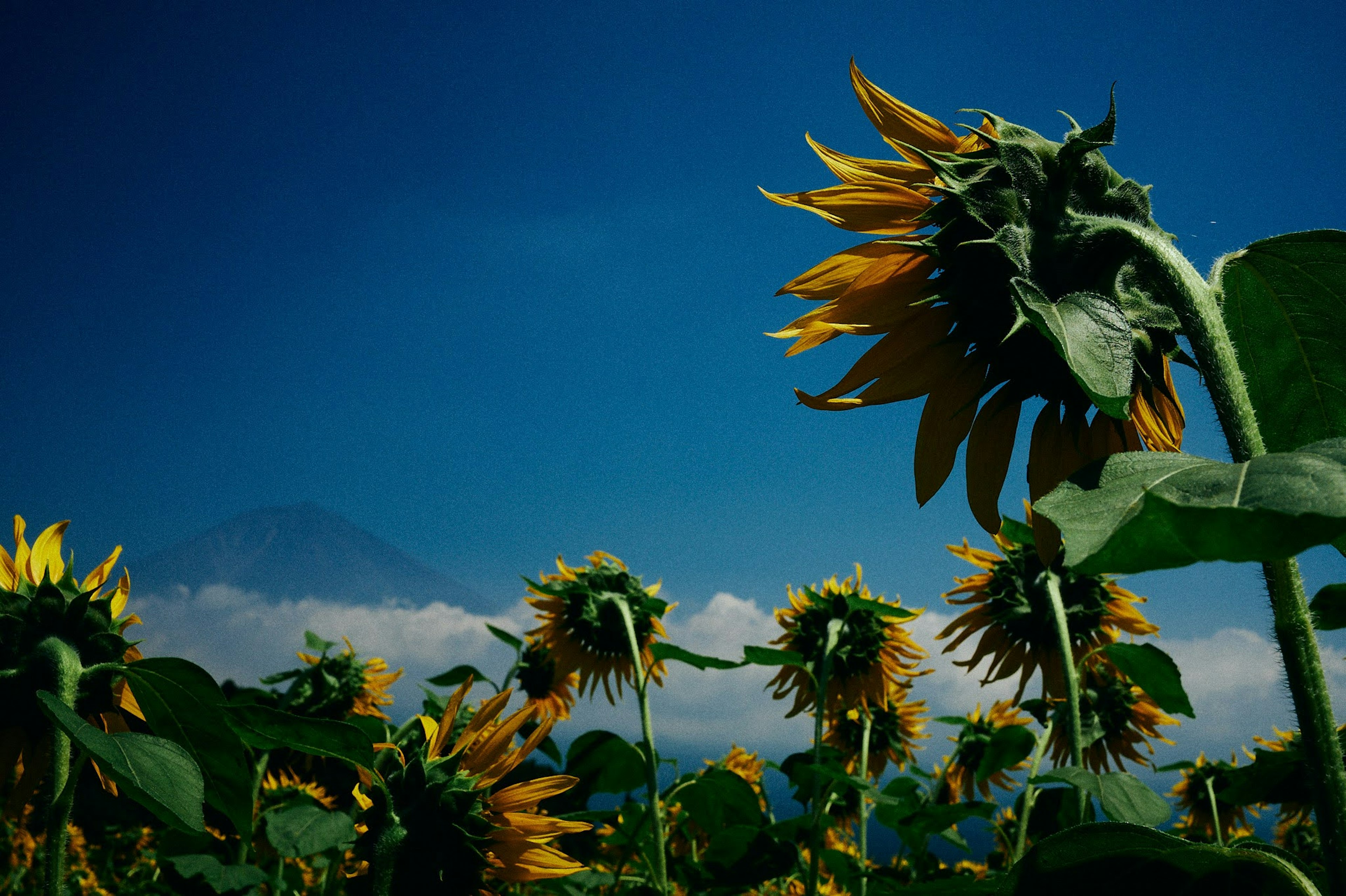 Vista lateral de girasoles floreciendo hacia el cielo azul