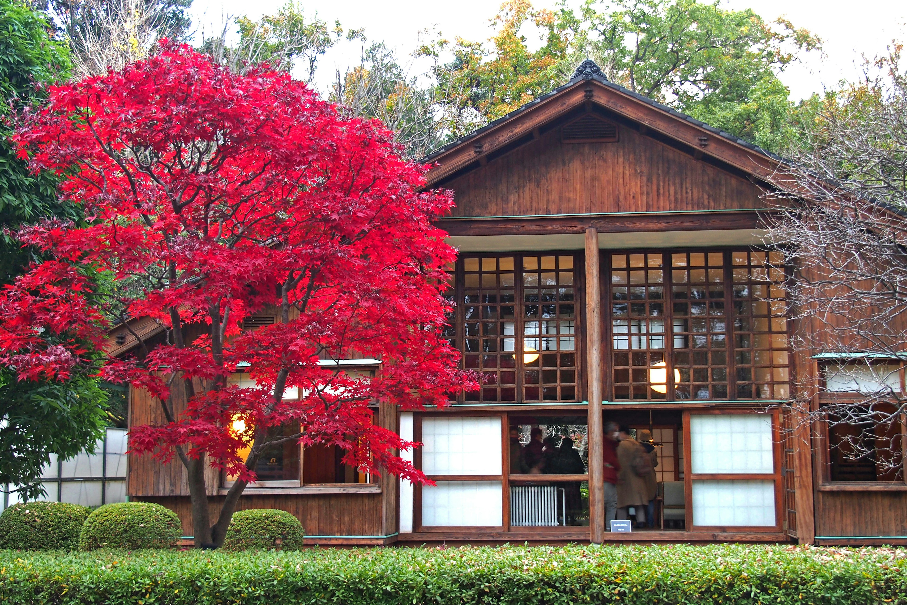 Traditional Japanese house with a vibrant red maple tree