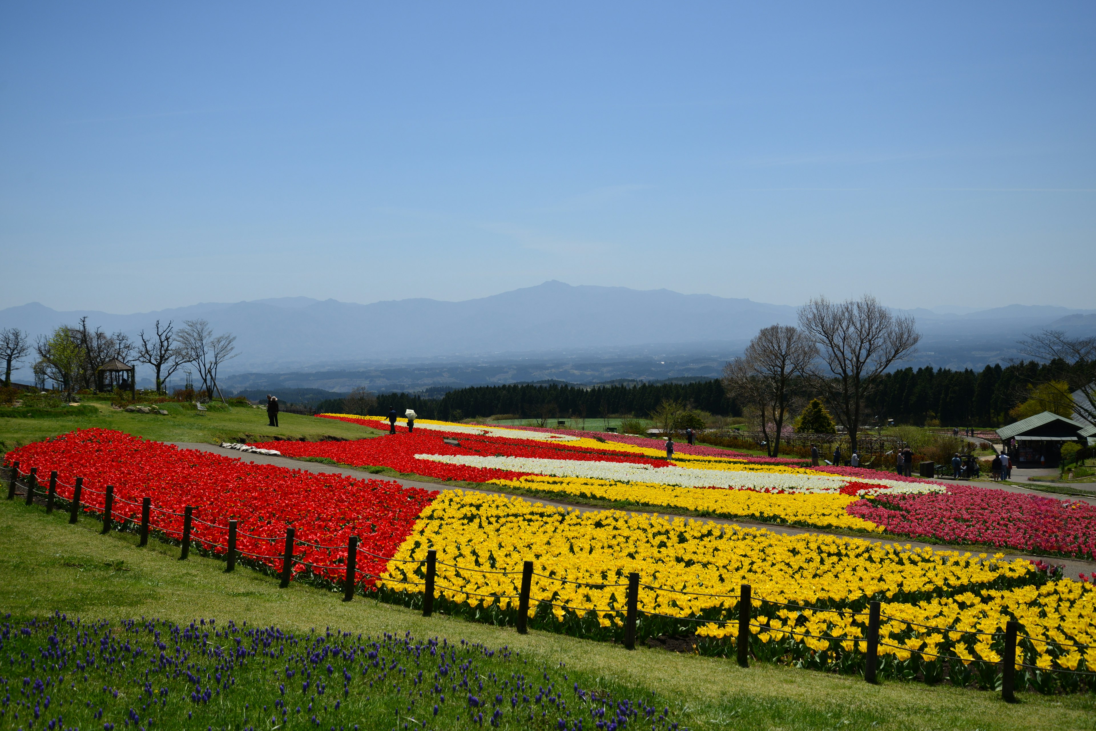 Campo di tulipani vibranti con fiori rossi e gialli sotto un cielo blu chiaro