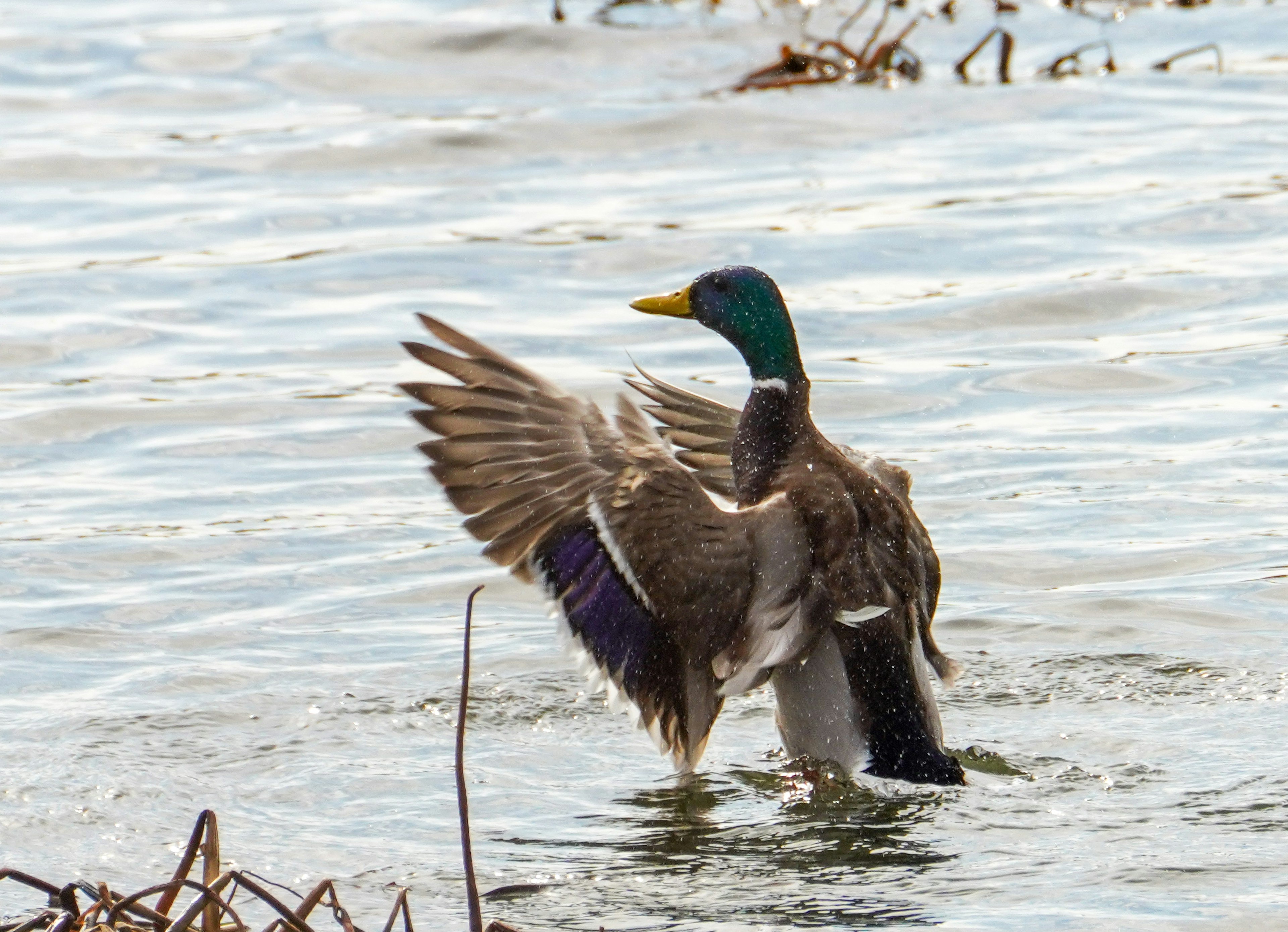 Männlicher Stockente breitet seine Flügel auf dem Wasser aus