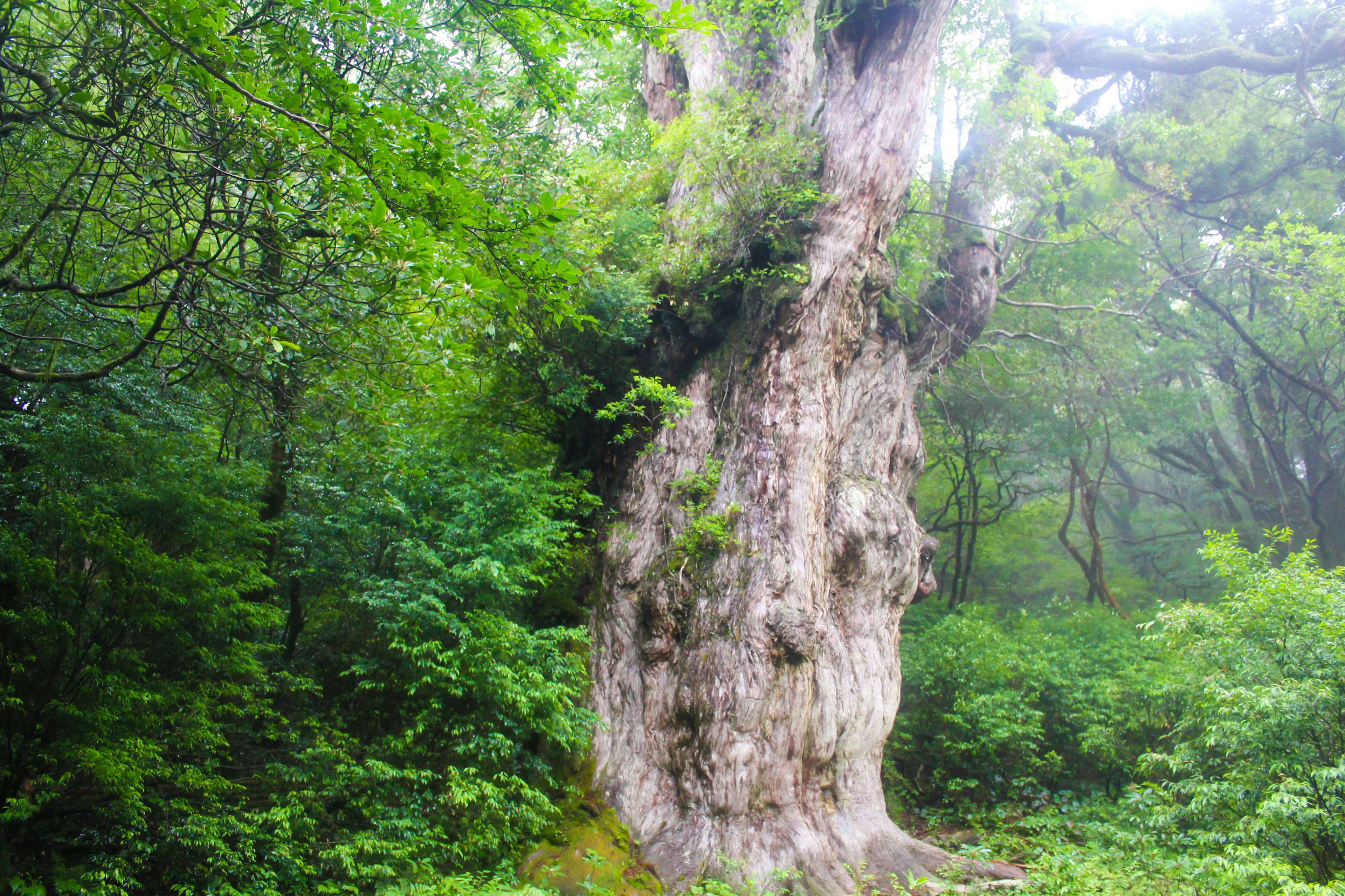 Tronco di albero antico circondato da una foresta nebbiosa