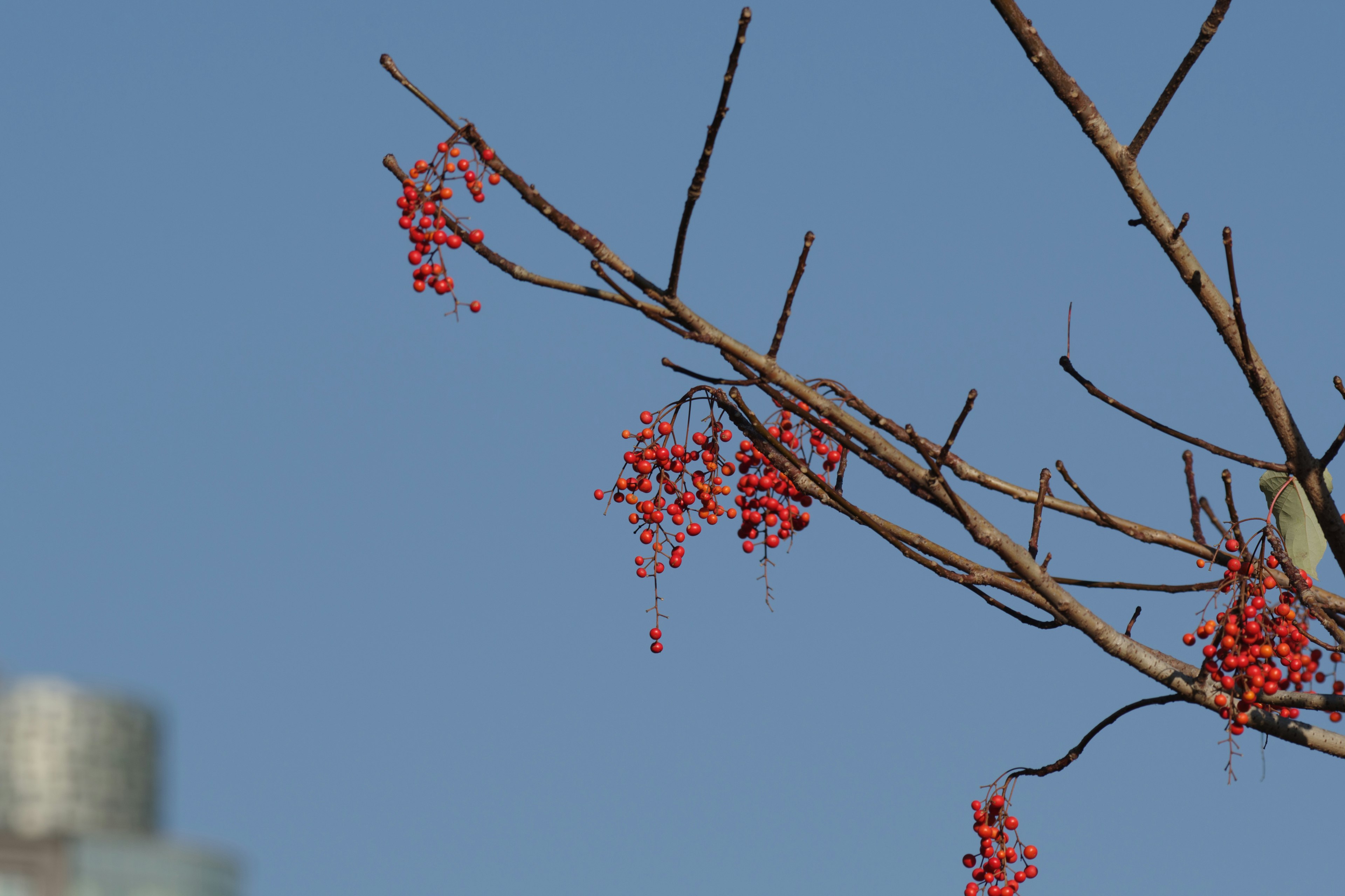 藍天背景下的紅色漿果樹枝