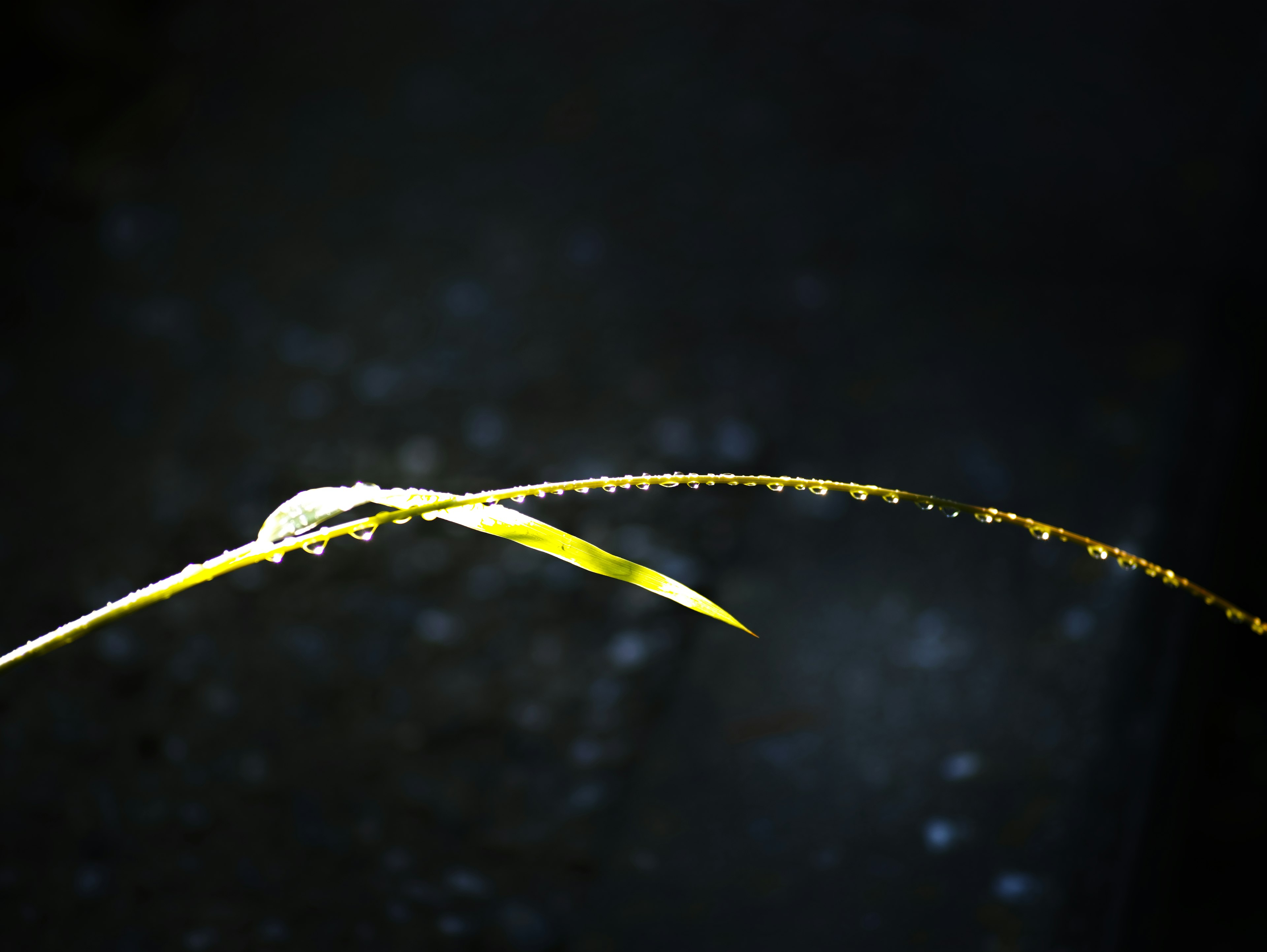 Green grass blade floating against a dark background