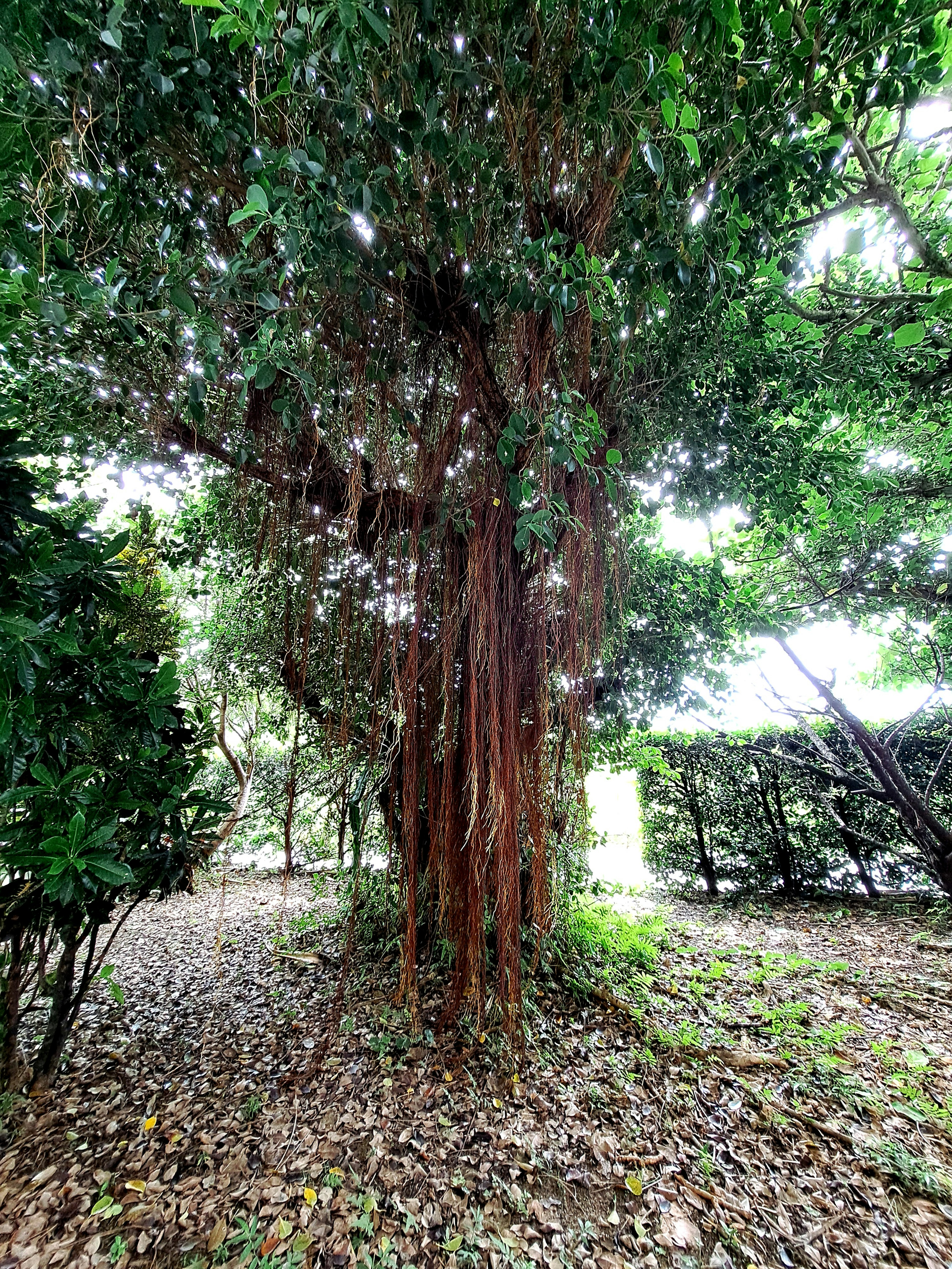 Ein großer Baum umgeben von üppigem Grün mit einem markanten Stamm und verstreuten Blättern auf dem Boden