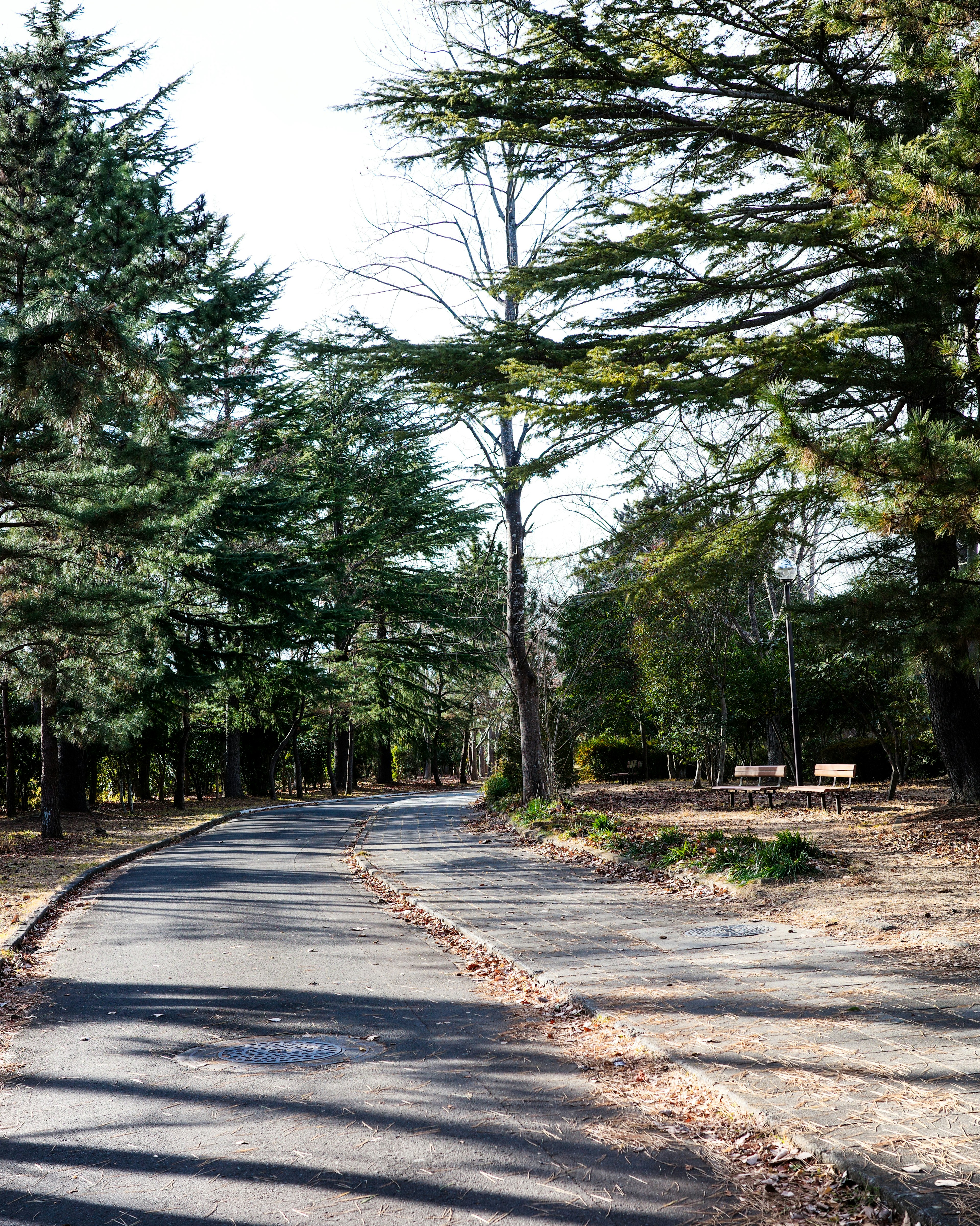 Chemin pavé entouré d'arbres verts dans un cadre serein