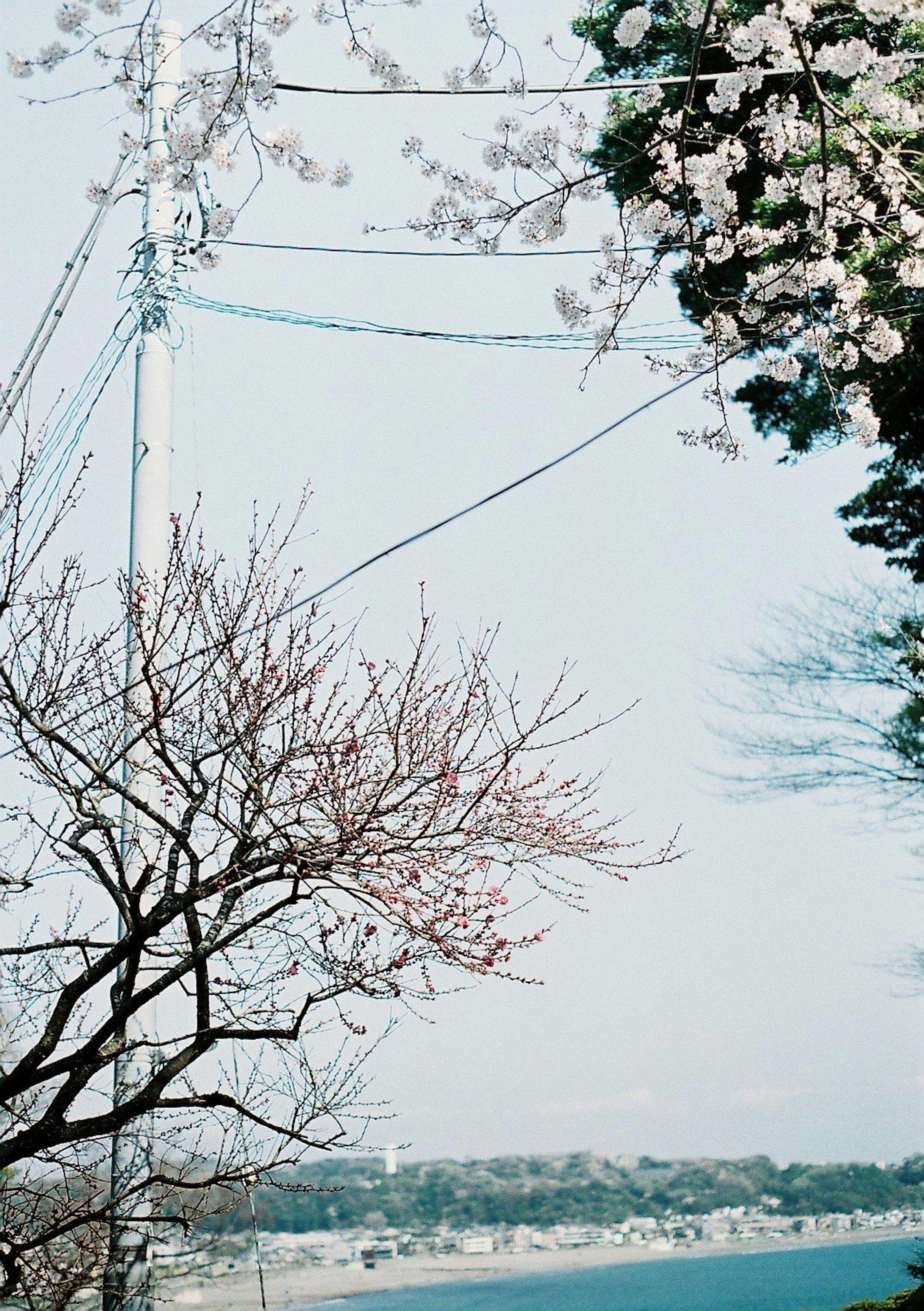 桜の花が咲く木と青い空の風景