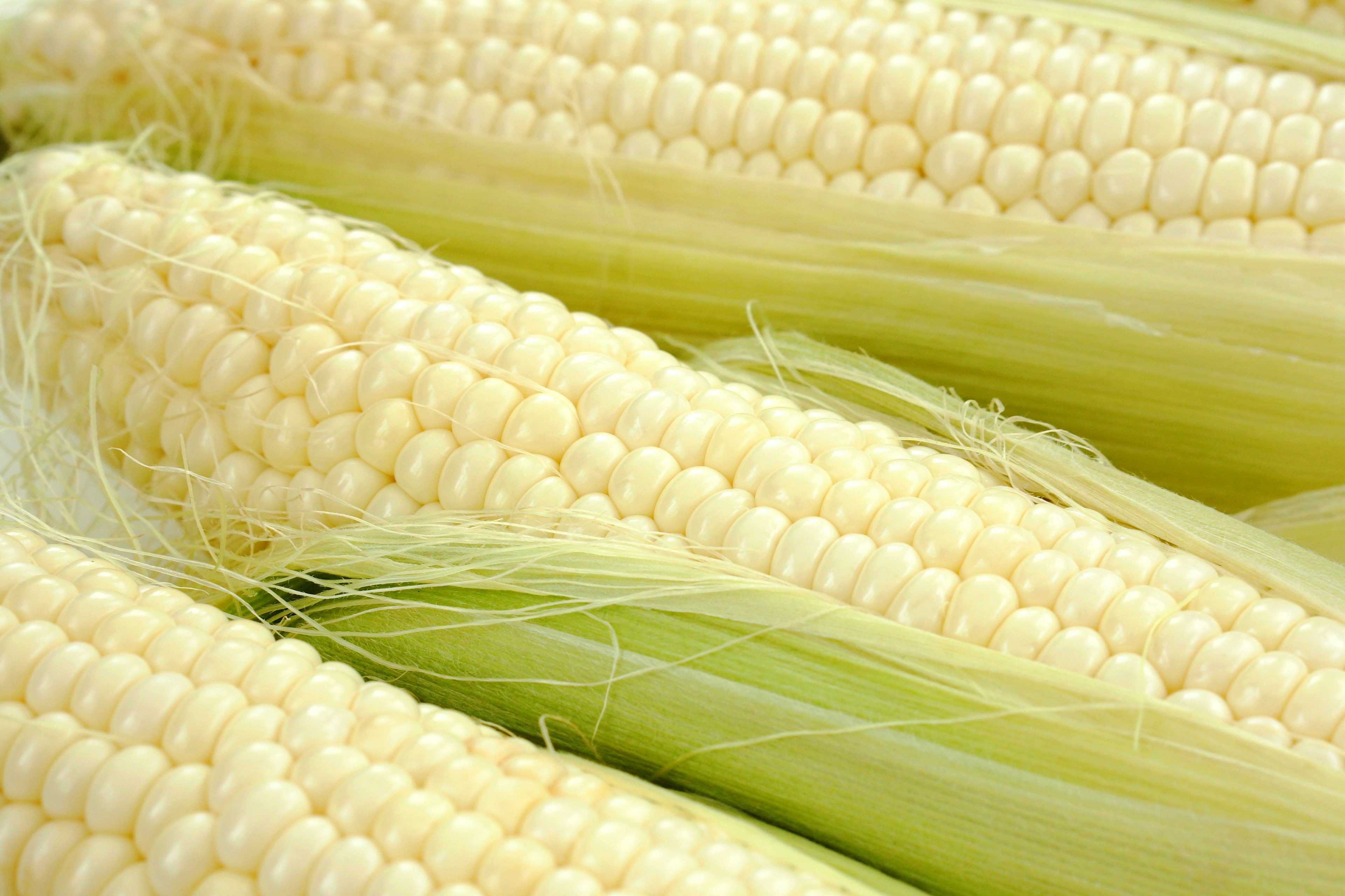 Fresh white corn cobs lined up with green husks