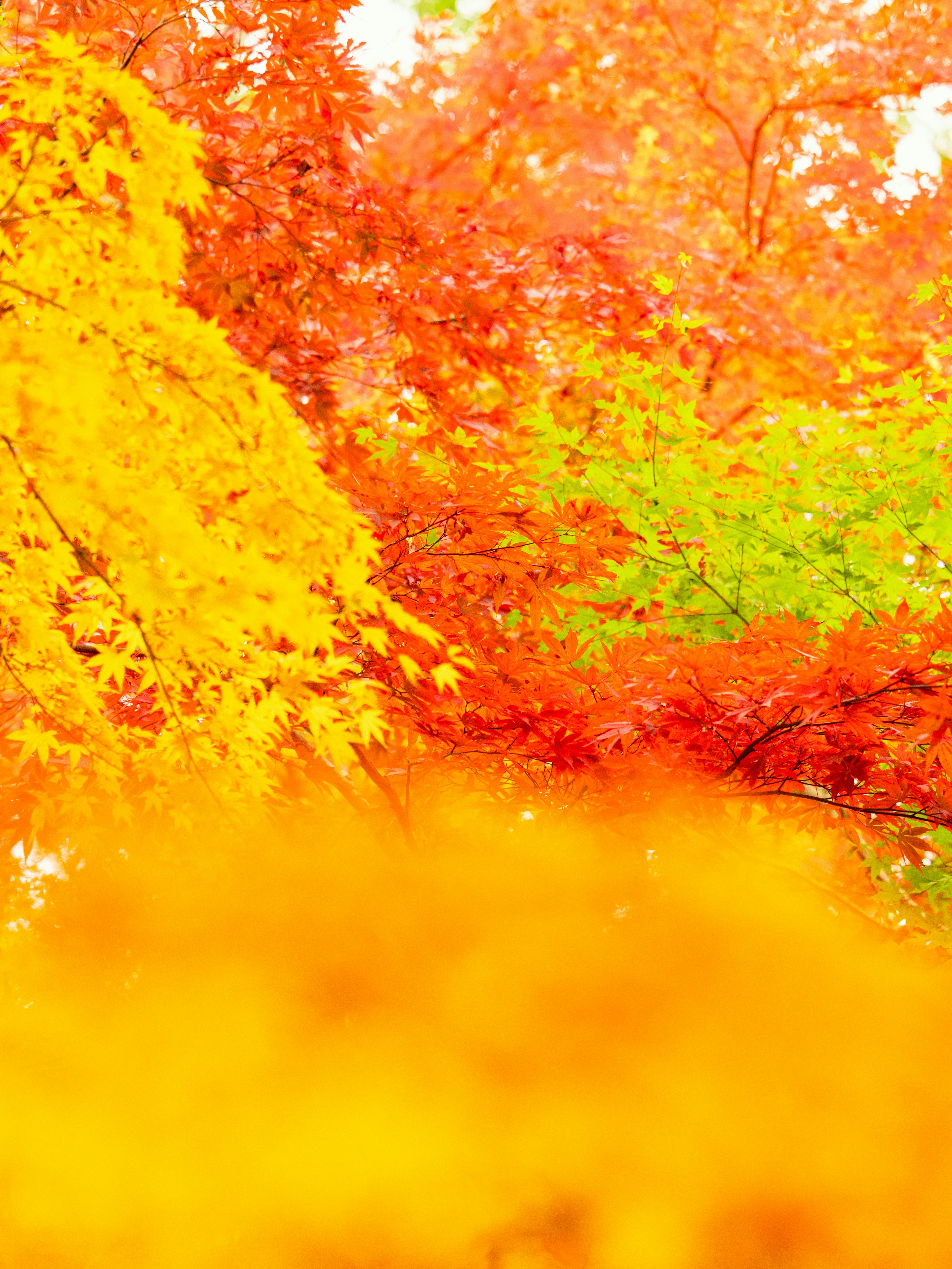 Feuillage d'automne vibrant avec des nuances d'orange et de rouge