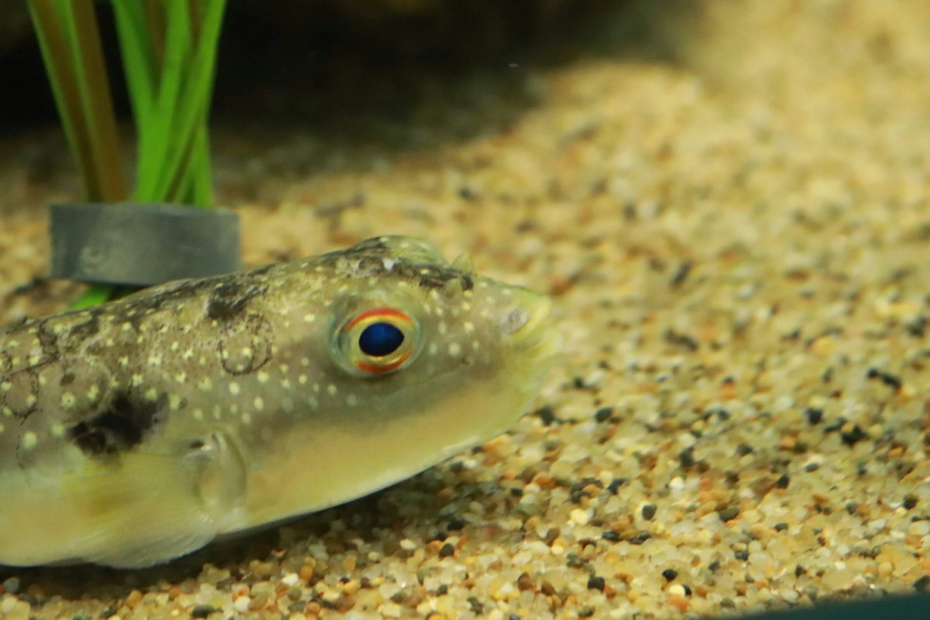 Gros plan d'un poisson-globe près du sable dans un aquarium