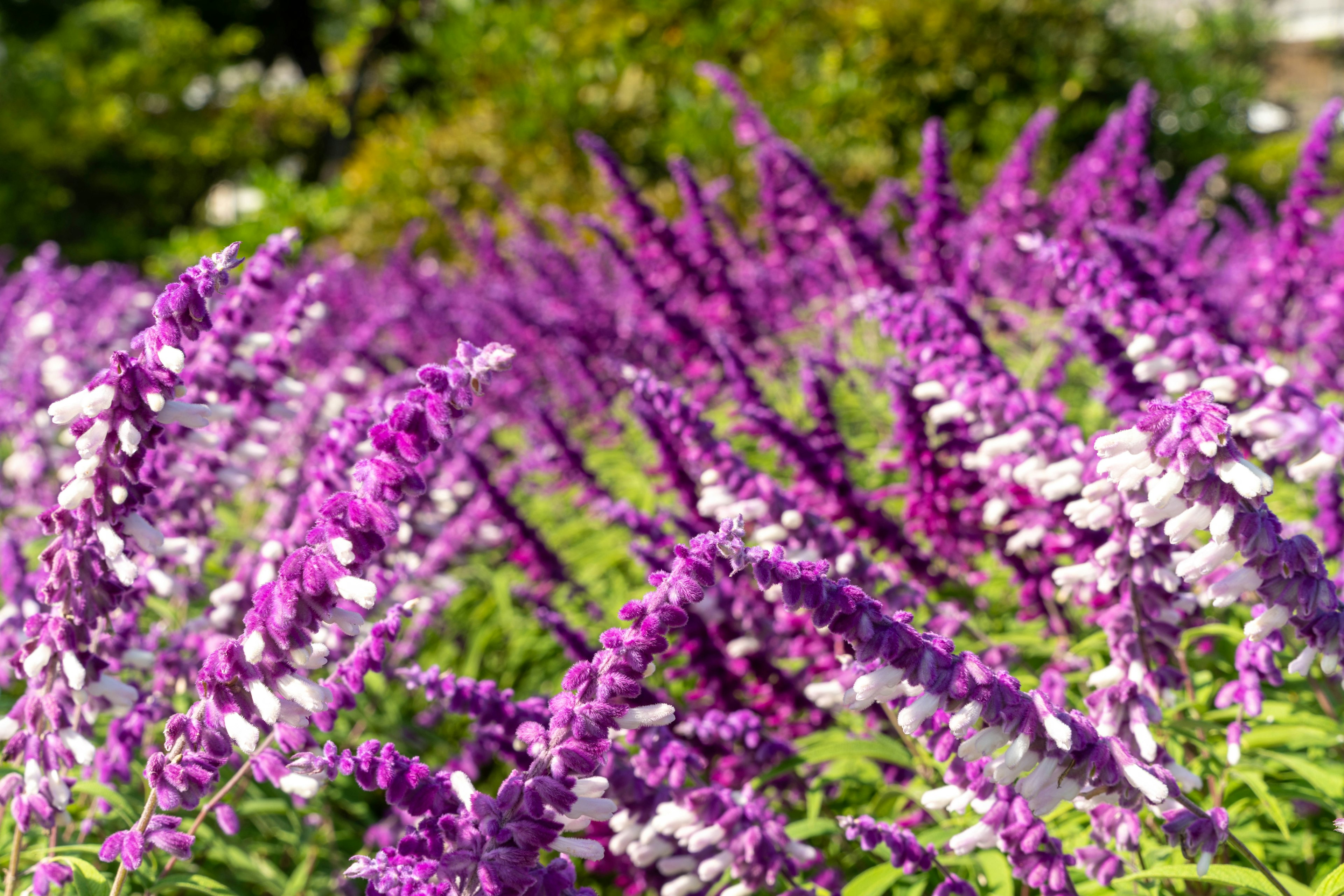 Hermoso campo de flores con flores moradas y blancas