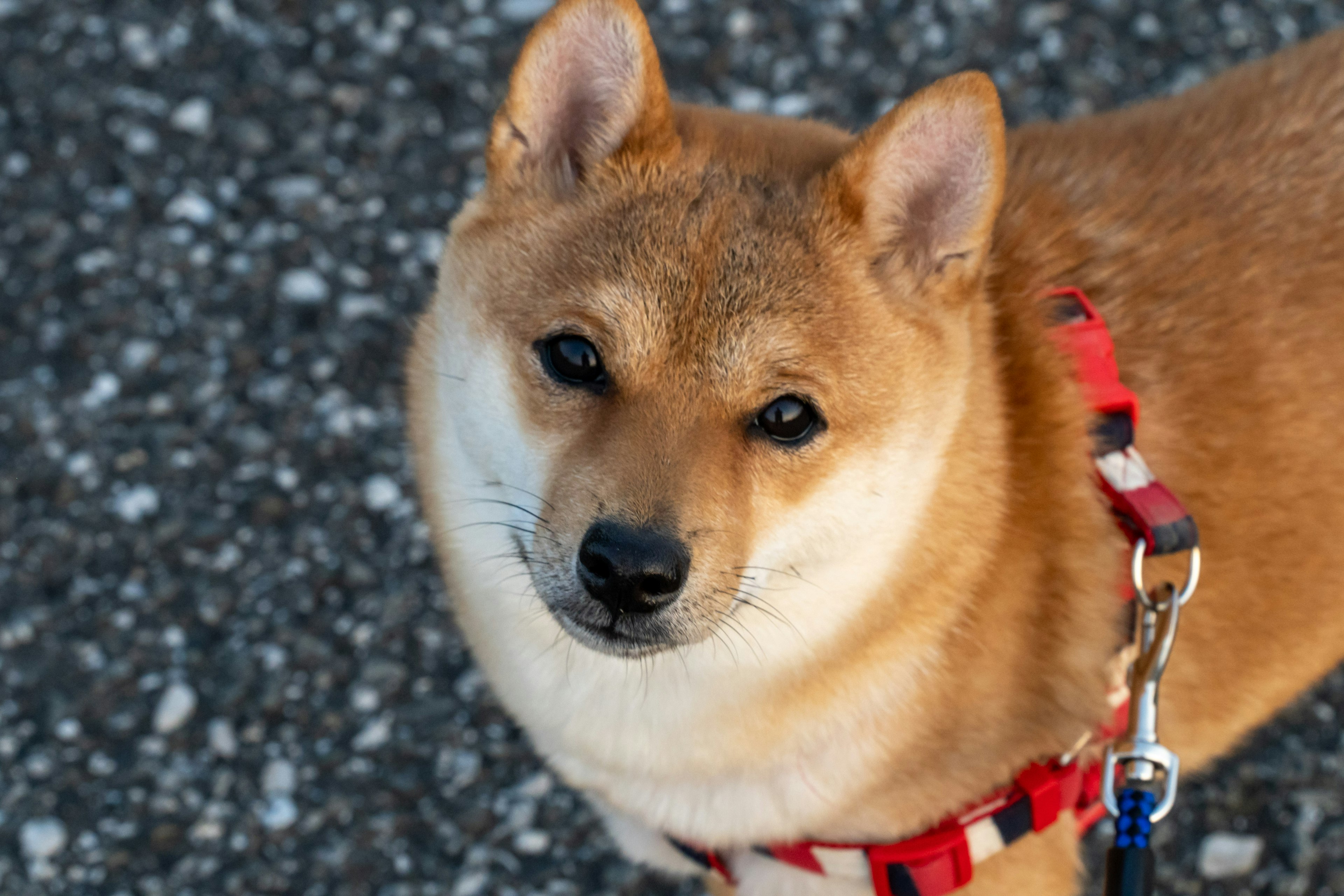 柴犬特写图 毛色为浅棕色 眼睛为黑色