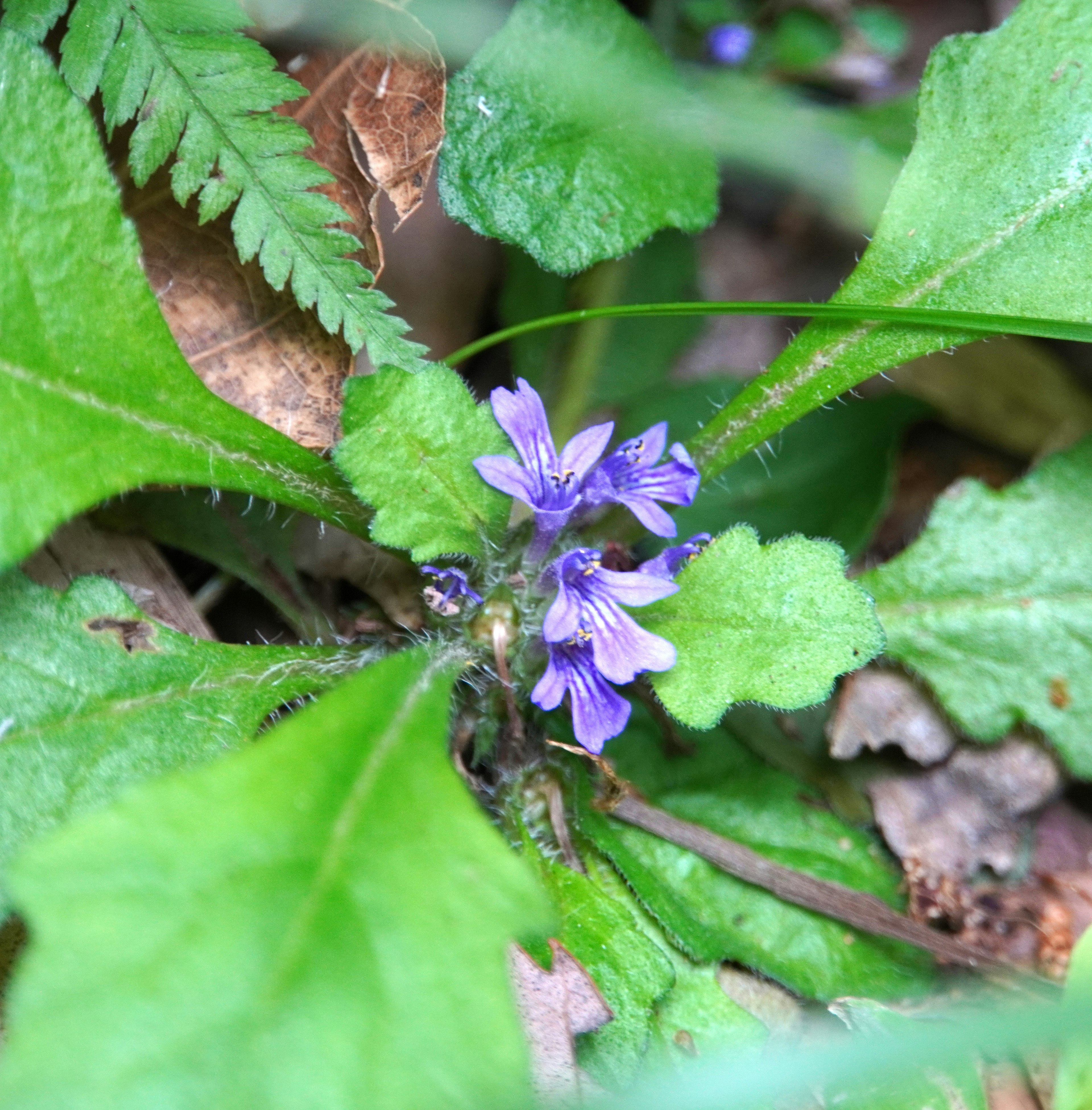 Acercamiento de una planta con flores moradas rodeadas de hojas verdes