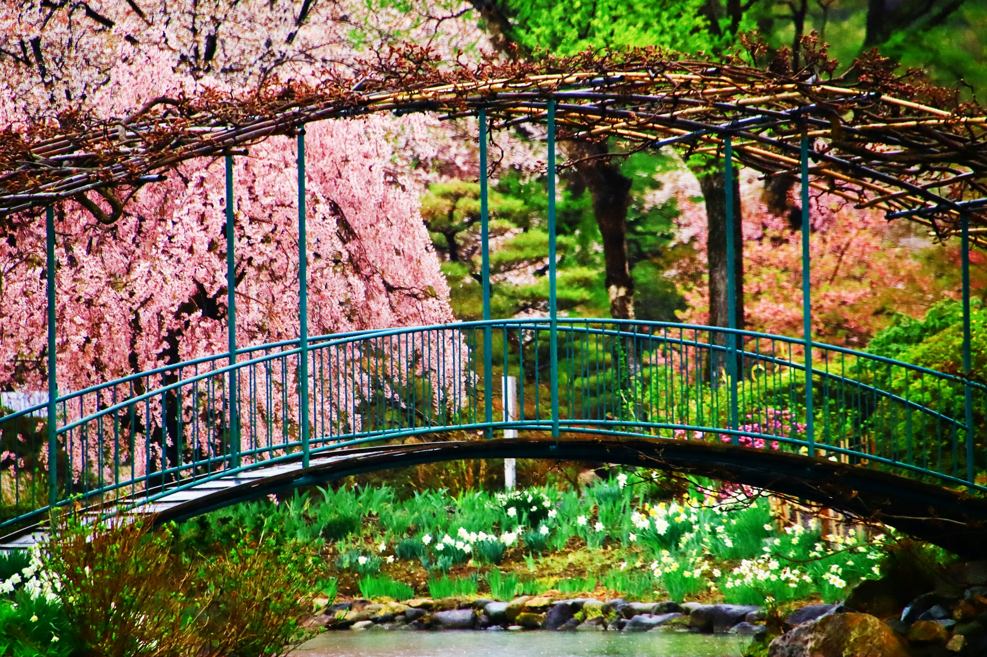 A beautiful garden scene featuring cherry blossom trees and a green bridge