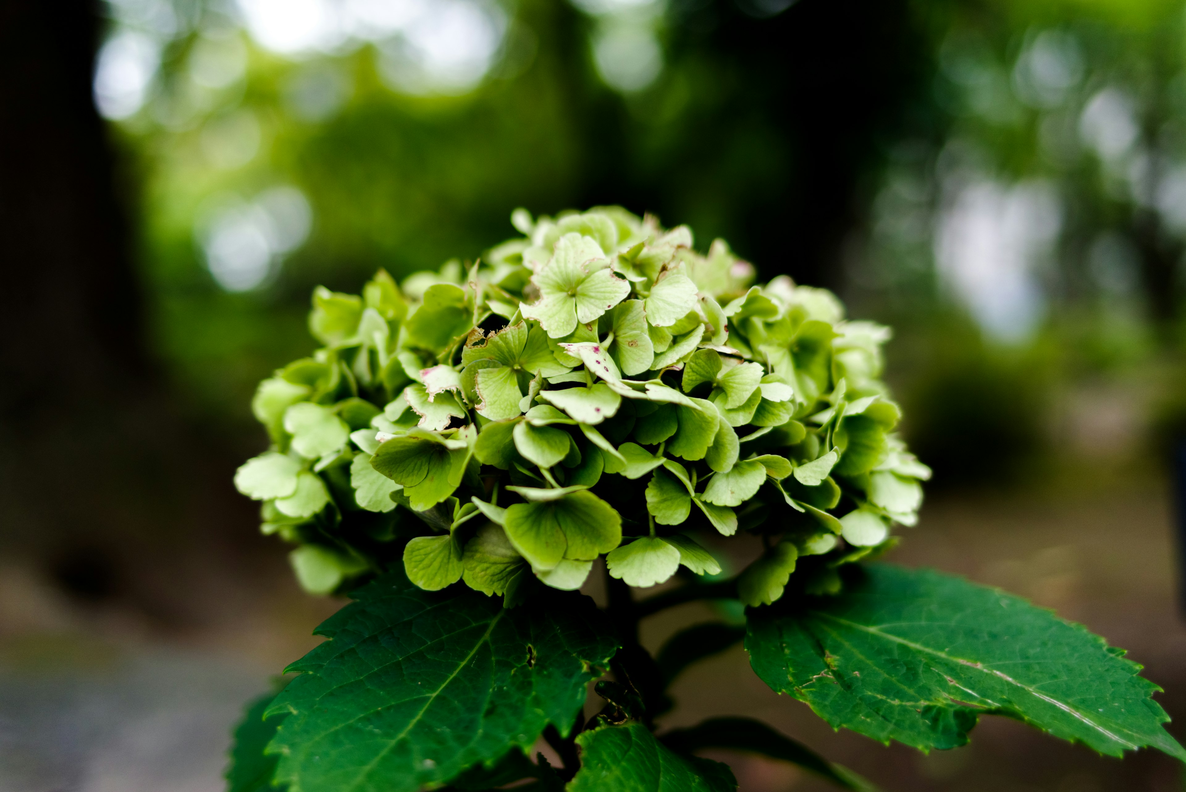 Acercamiento de una flor de hortensia verde