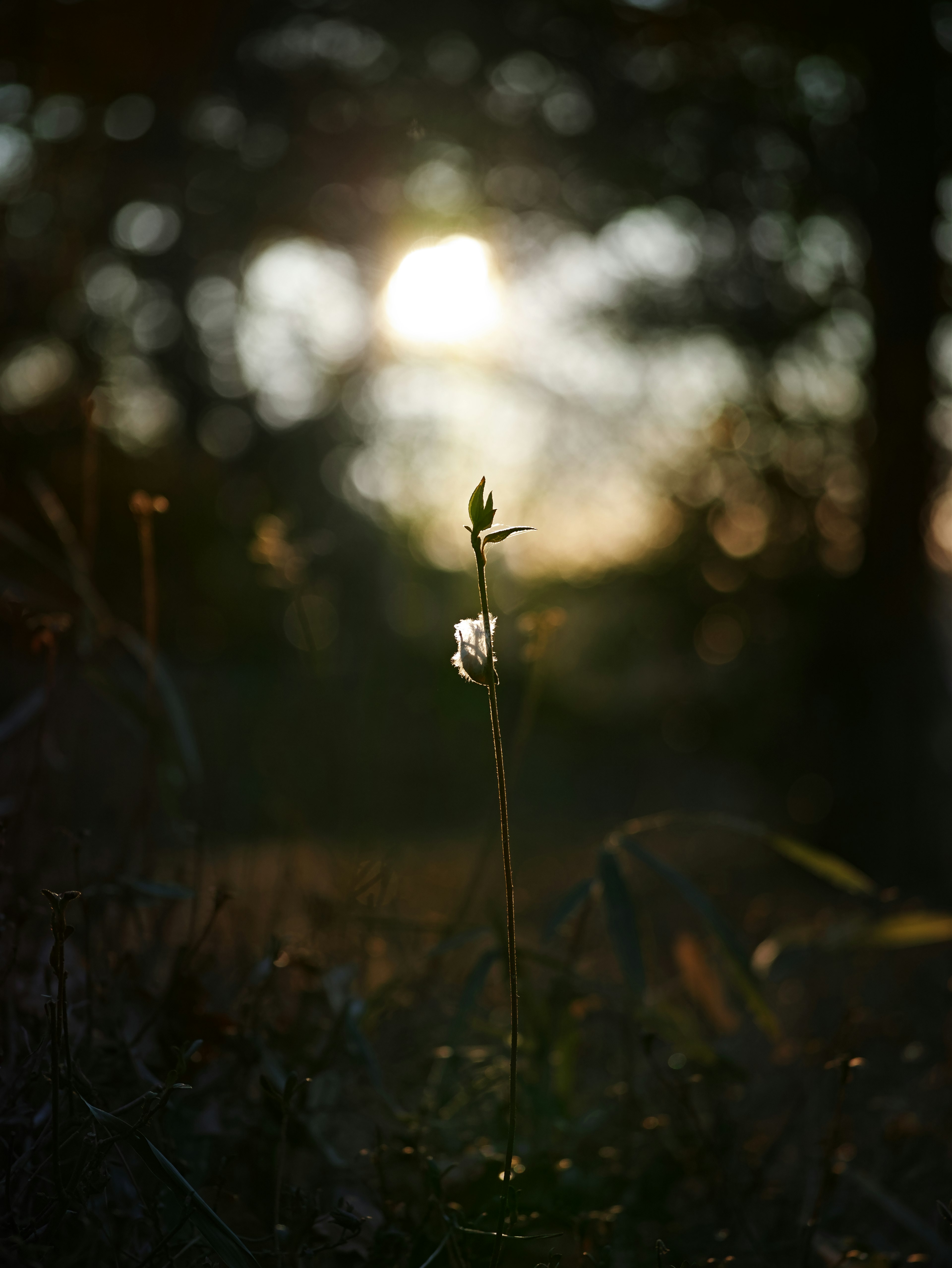 Silhouette of a flower against the backdrop of a sunset