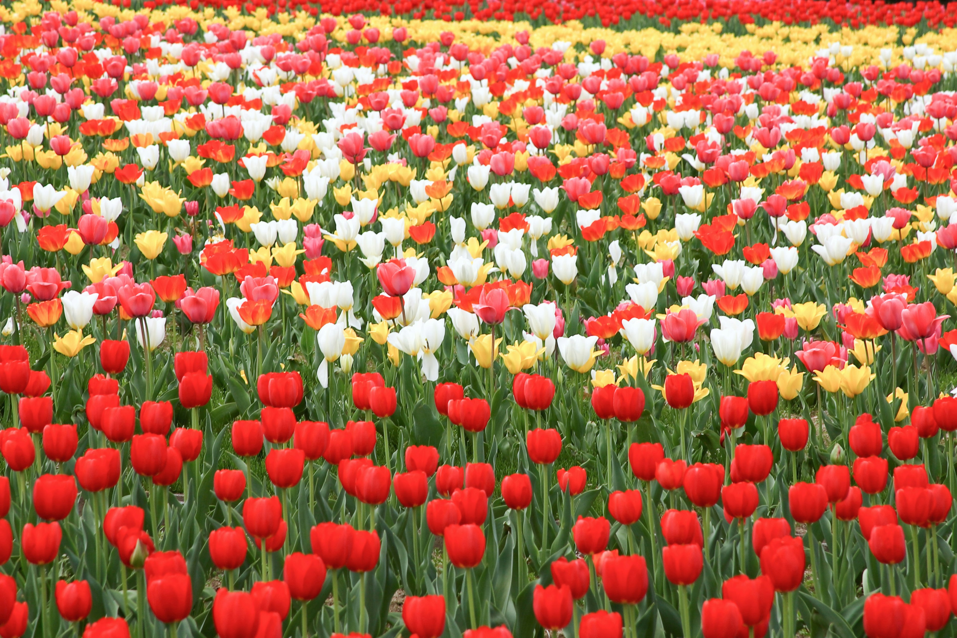 Champ de tulipes coloré avec des fleurs rouges, blanches et jaunes