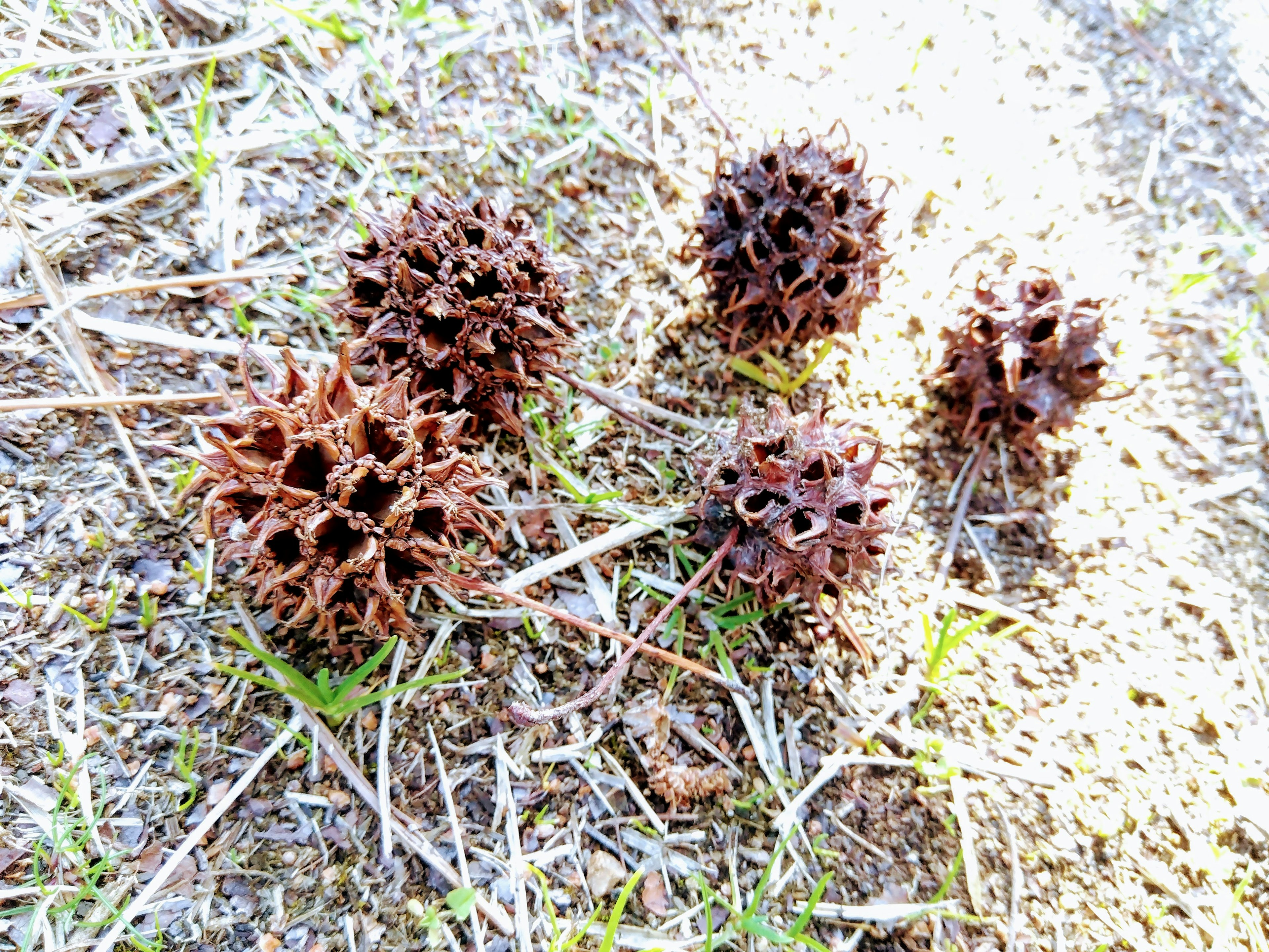 地面にある複数の茶色の球状の物体が、周囲の草と土の中に見える