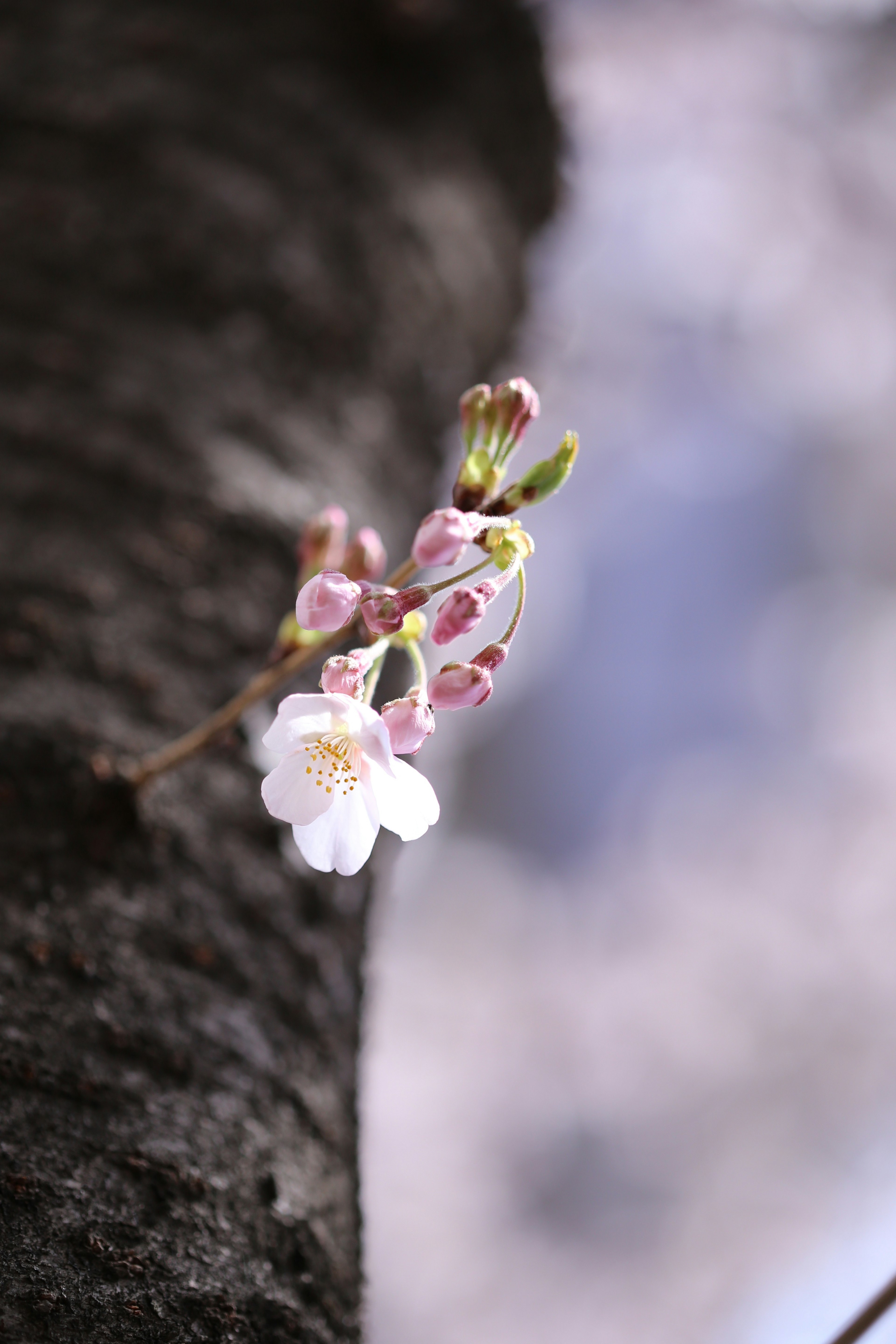 桜の花が咲いている木の幹の近くの画像