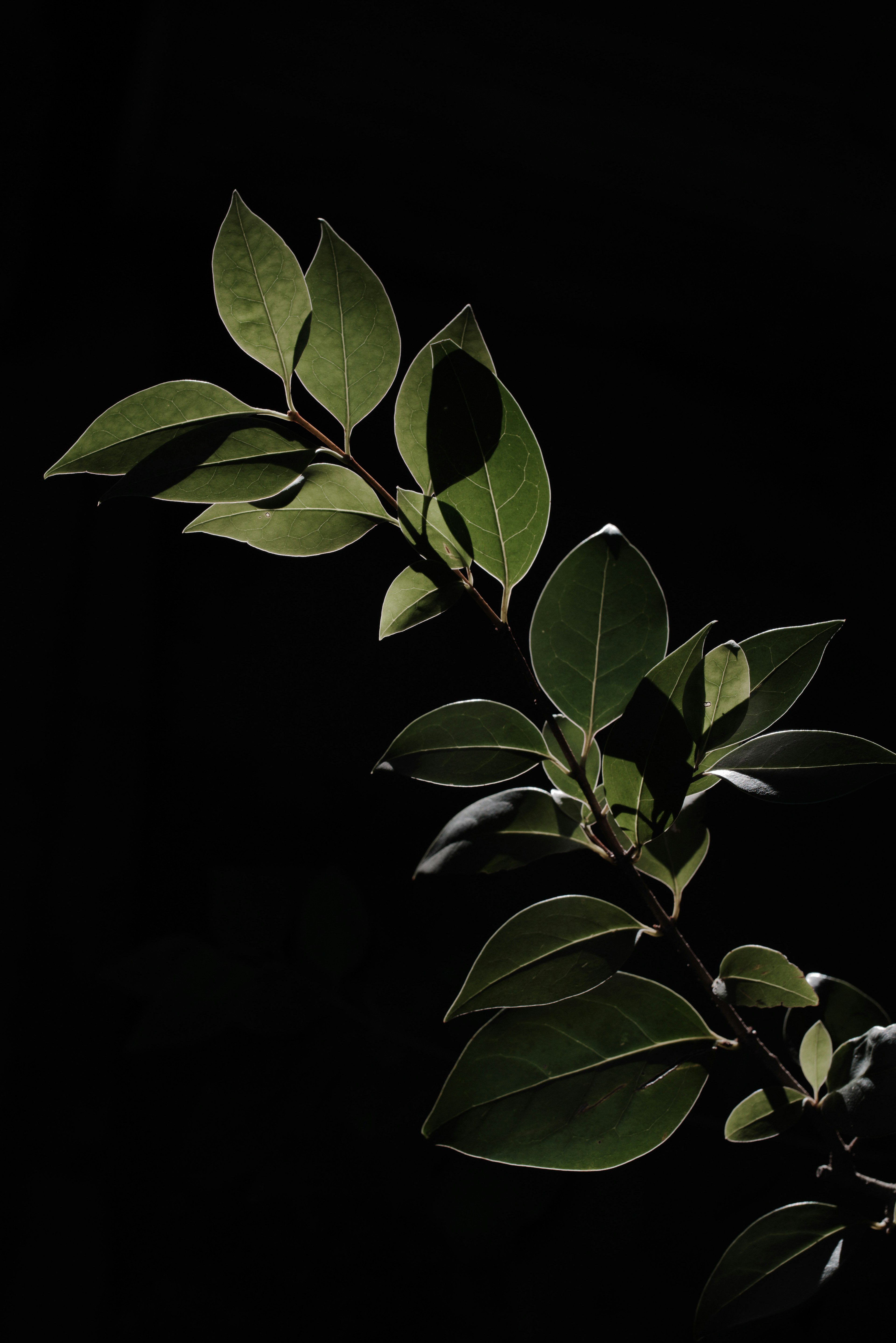 Branche de feuilles vertes sur fond sombre