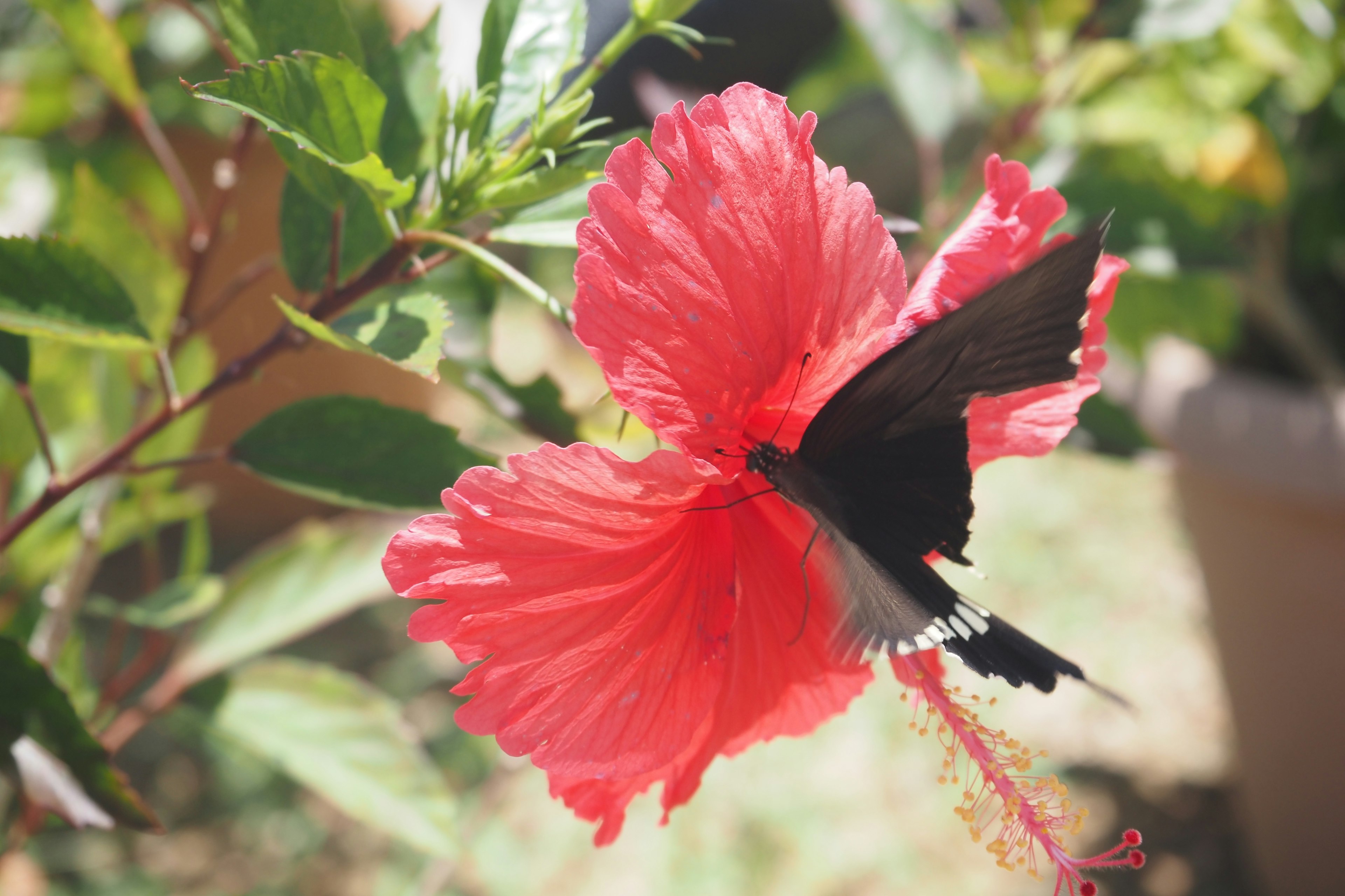 Black butterfly perched on vibrant red hibiscus flower