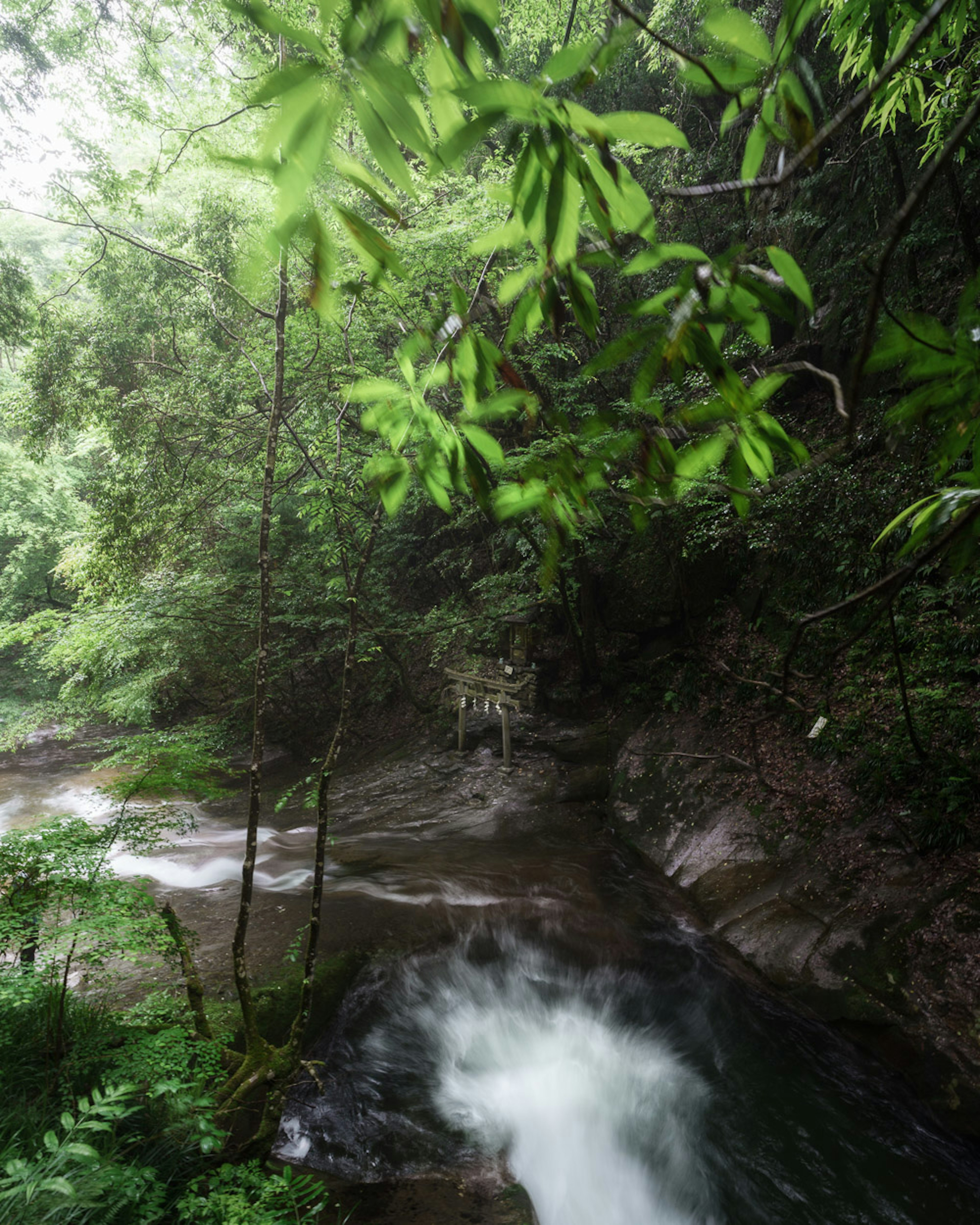 Vista panoramica di un ruscello circondato da foglie verdi lussureggianti e una foresta densa