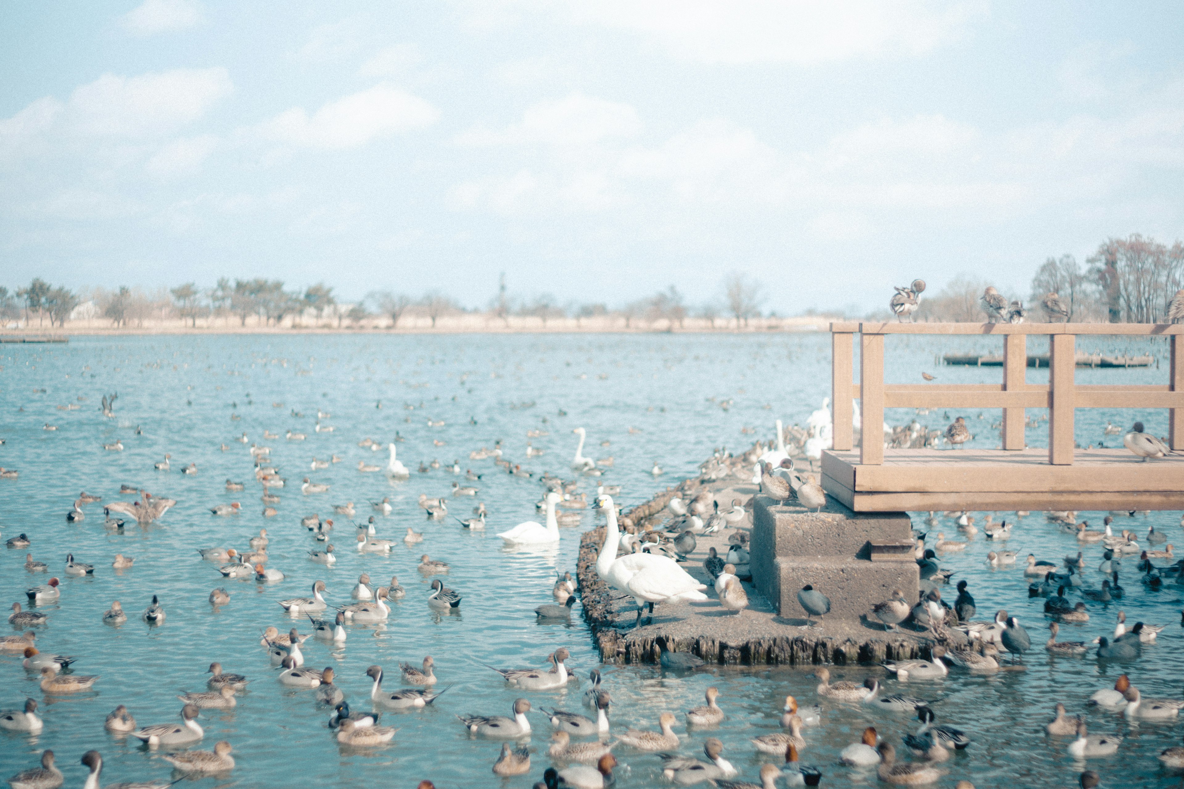 Un lago sereno lleno de numerosos patos y cisnes cerca de un muelle de madera