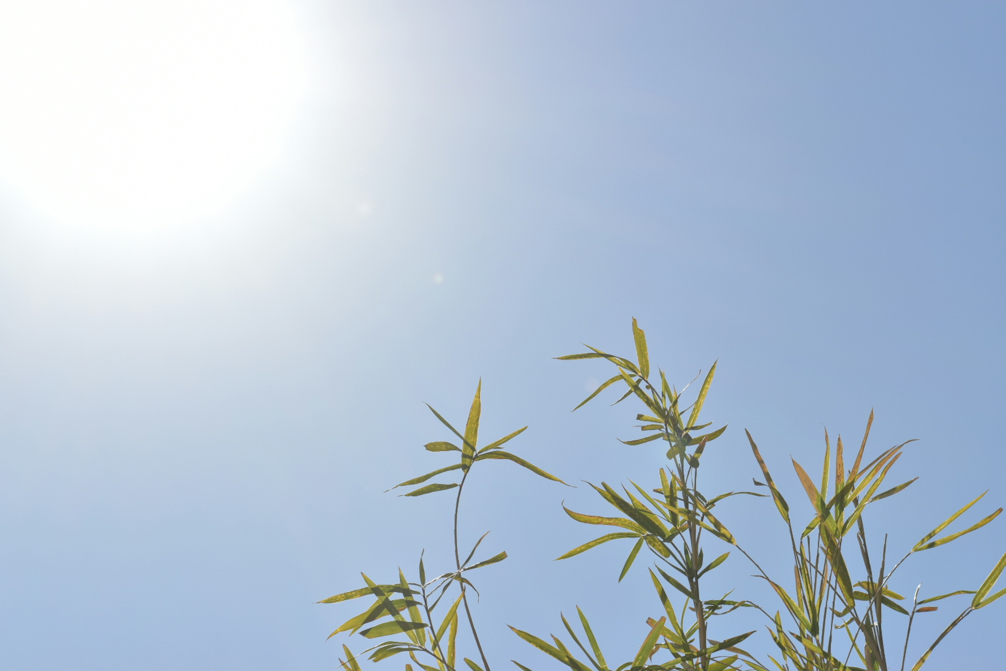 Bamboo leaves against a clear blue sky and bright sun