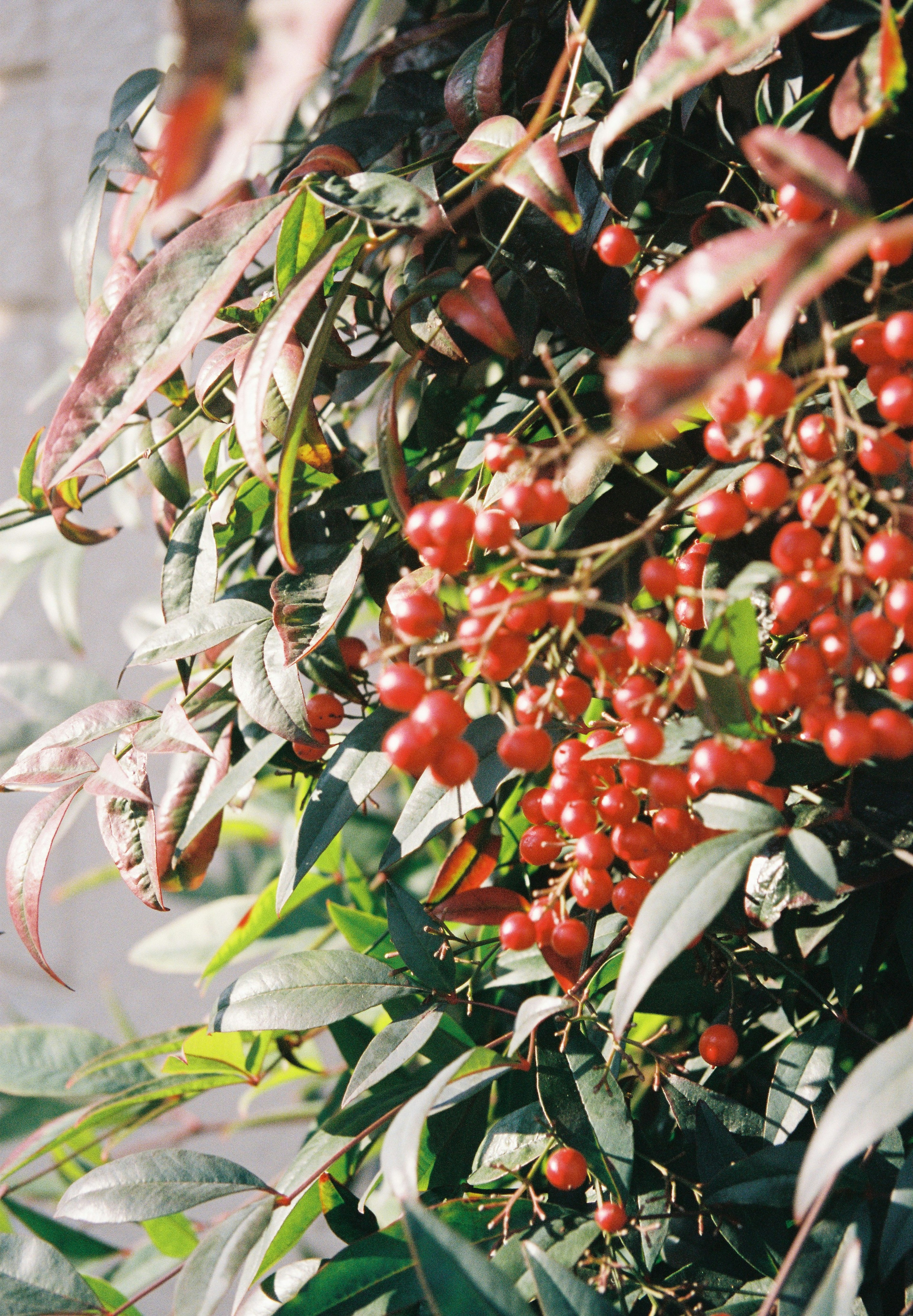 Close-up of a plant with red berries and green leaves