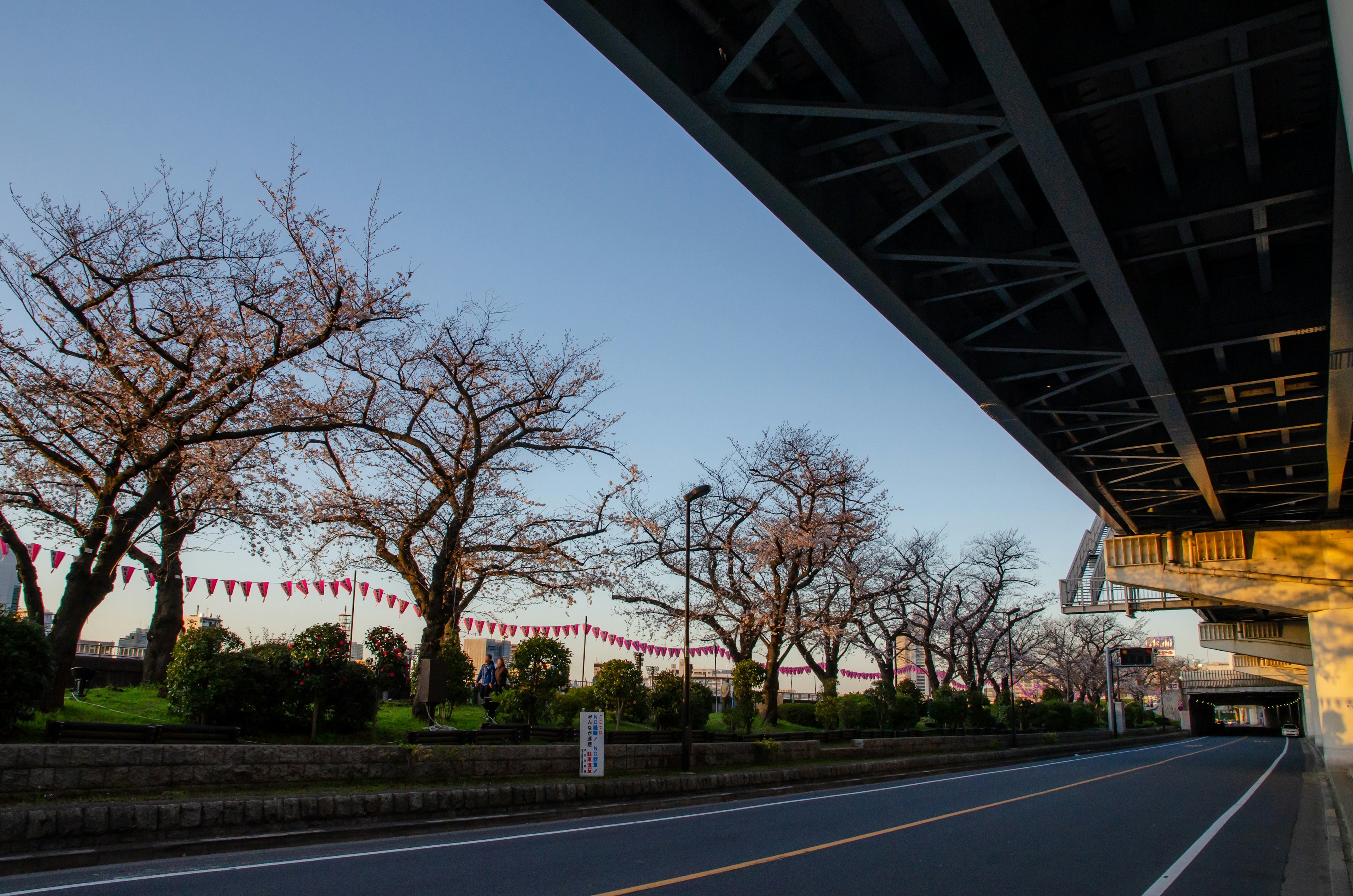 Vue de la route avec des cerisiers dénudés et un ciel bleu sous un pont