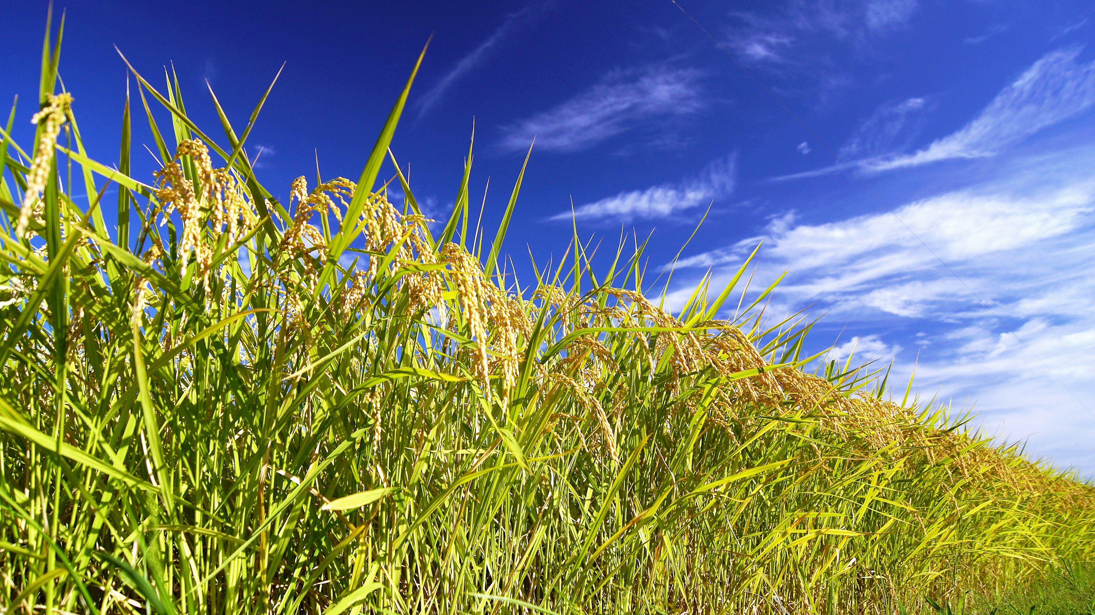 Rice plants with golden grains under a blue sky