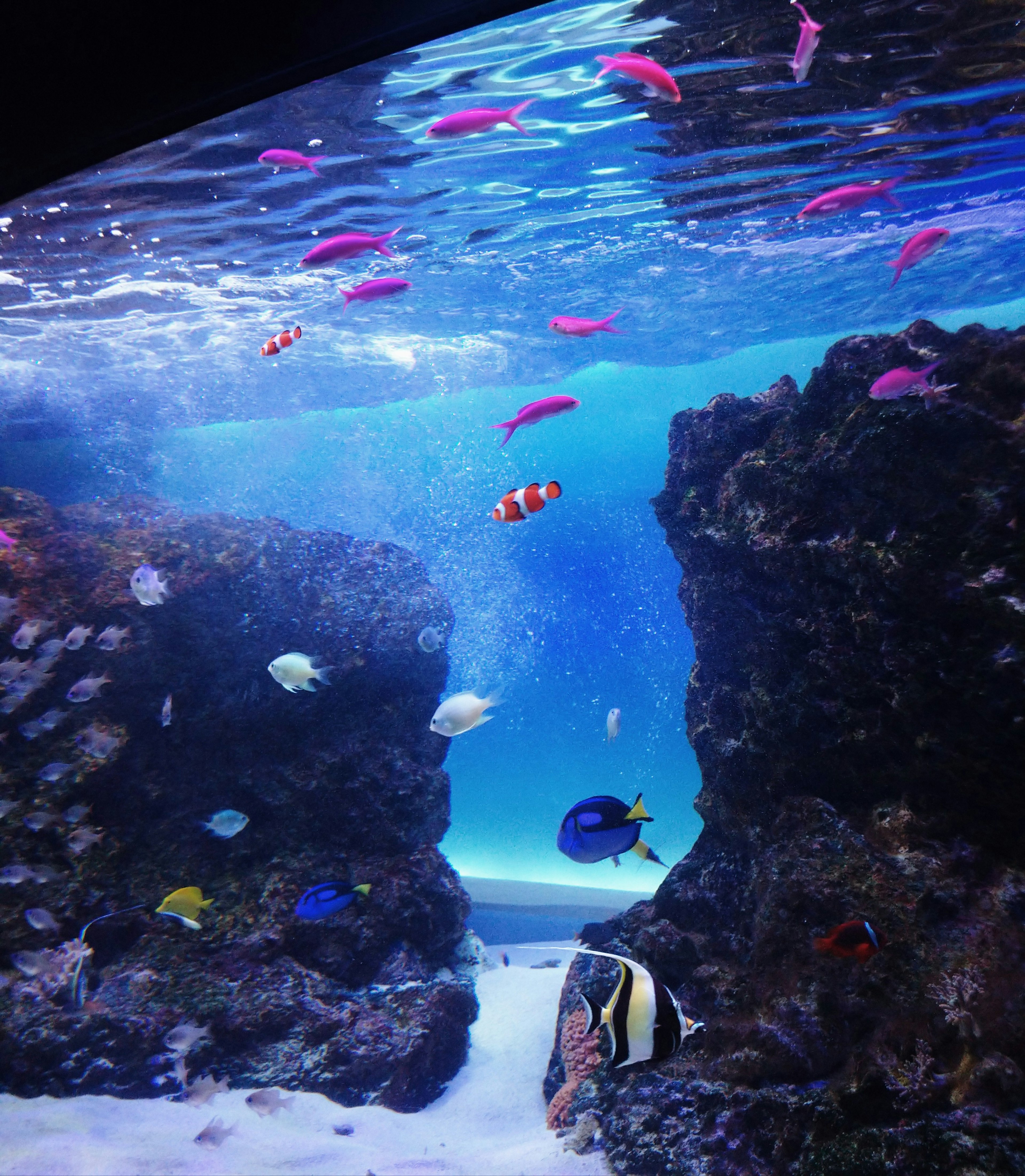 Scène sous-marine avec des poissons colorés nageant entre les rochers eau bleue vibrante et vie marine