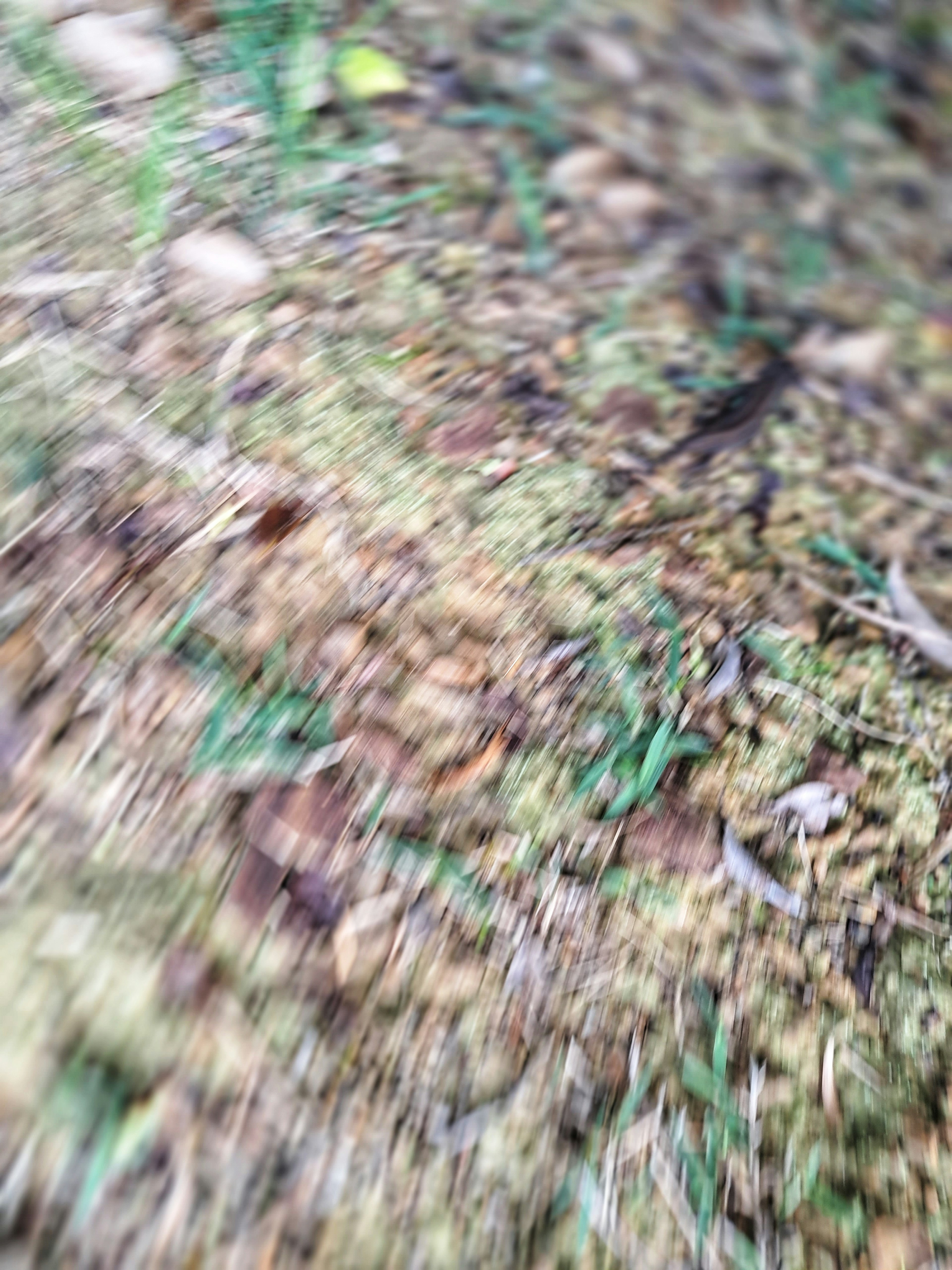 Blurred ground with grass and fallen leaves