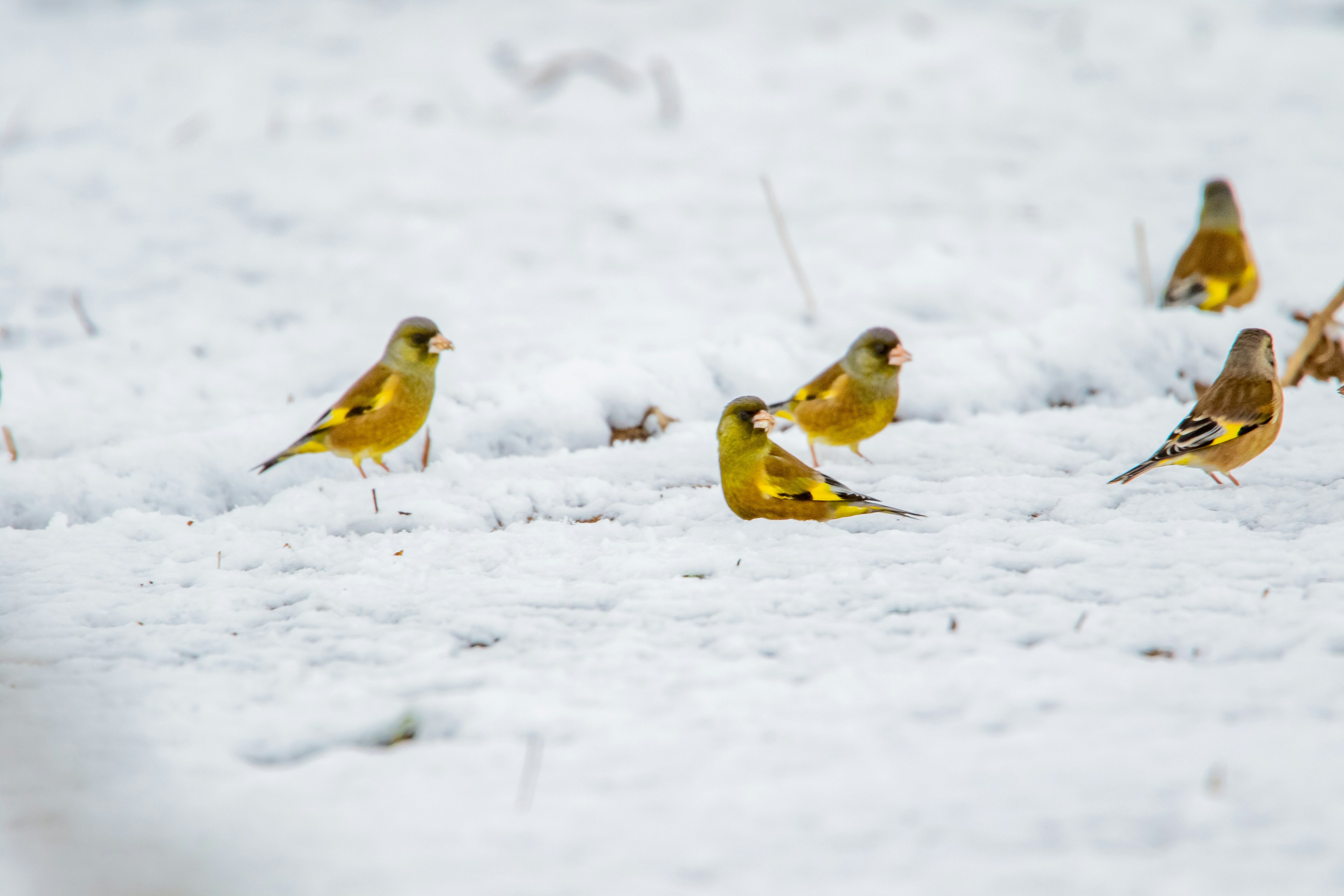 雪の上にいる黄色い鳥たちの群れ