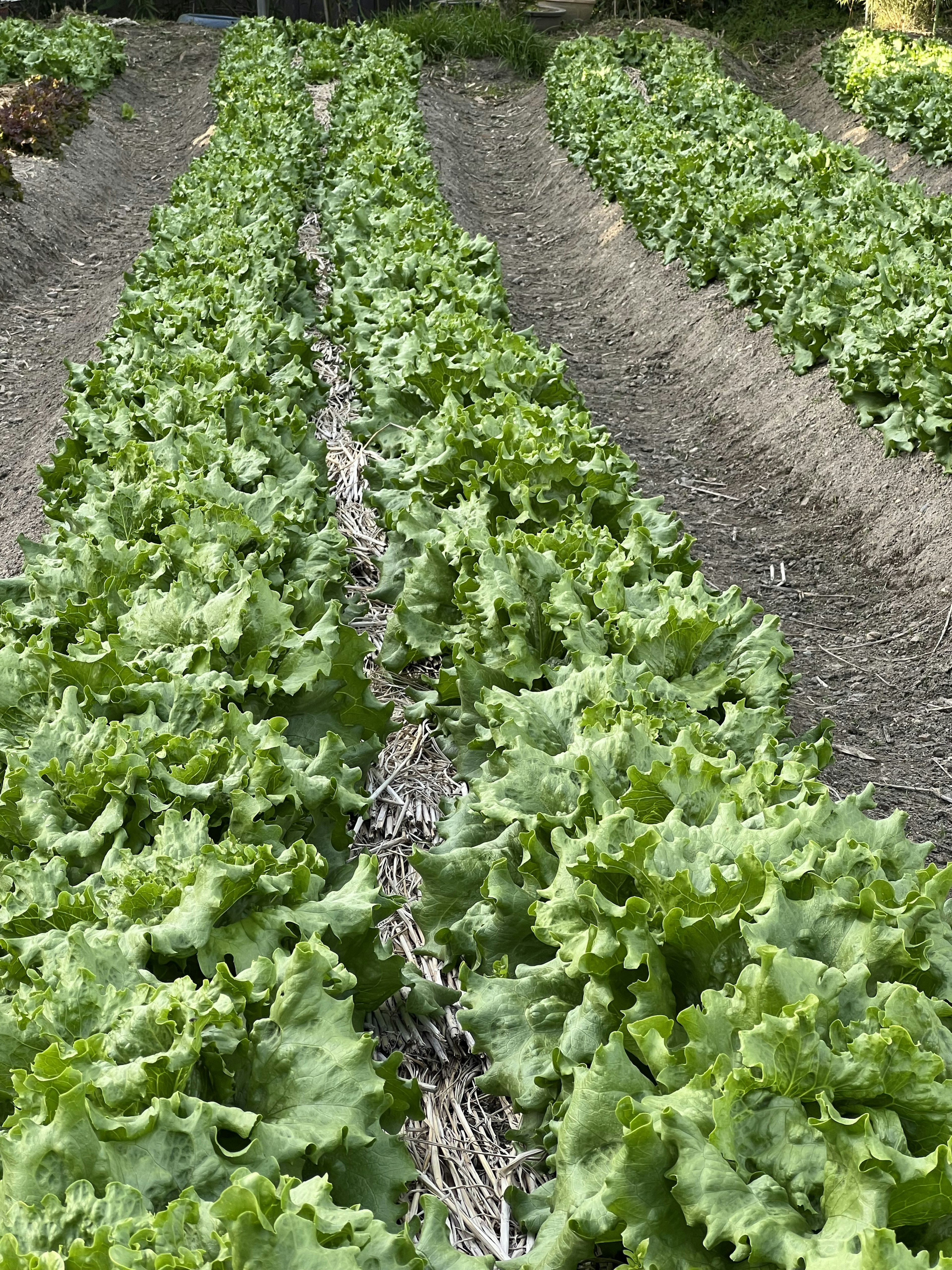 A field of neatly arranged green lettuce