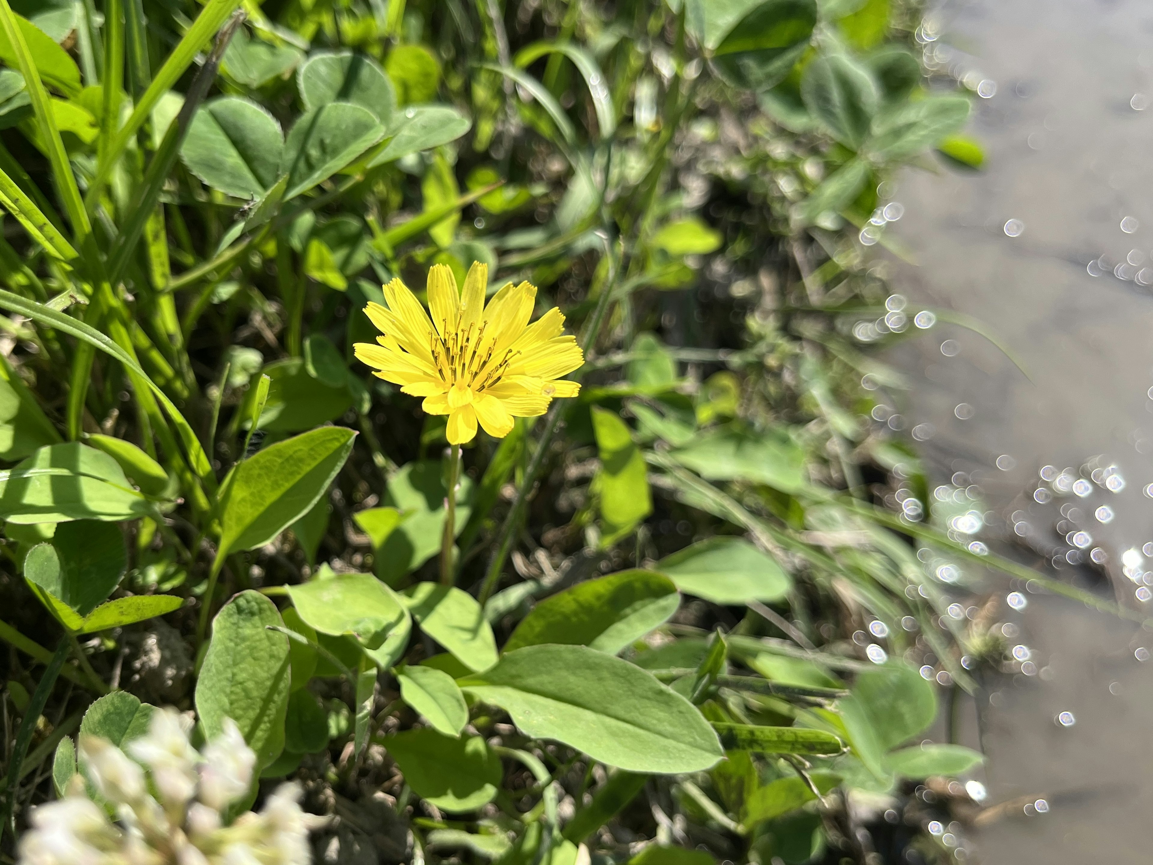 Una flor amarilla floreciendo entre hojas verdes junto al agua