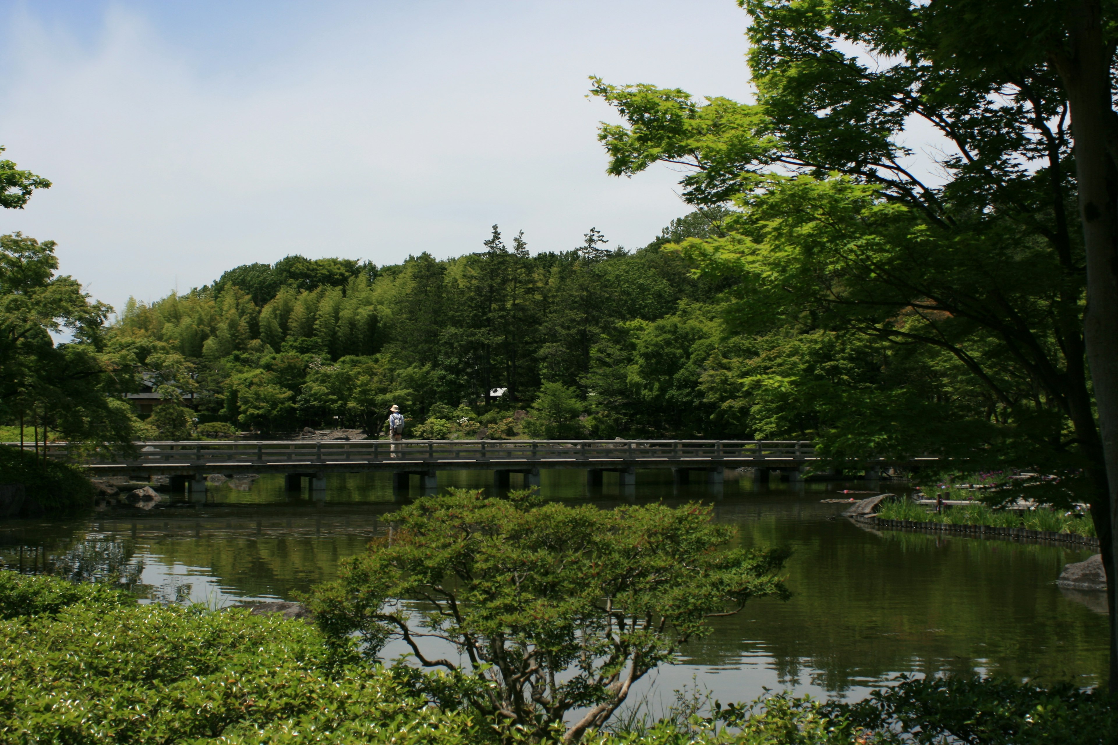 寧靜公園中橋樑與池塘的美景 四周環繞著郁郁蔥蔥的綠樹