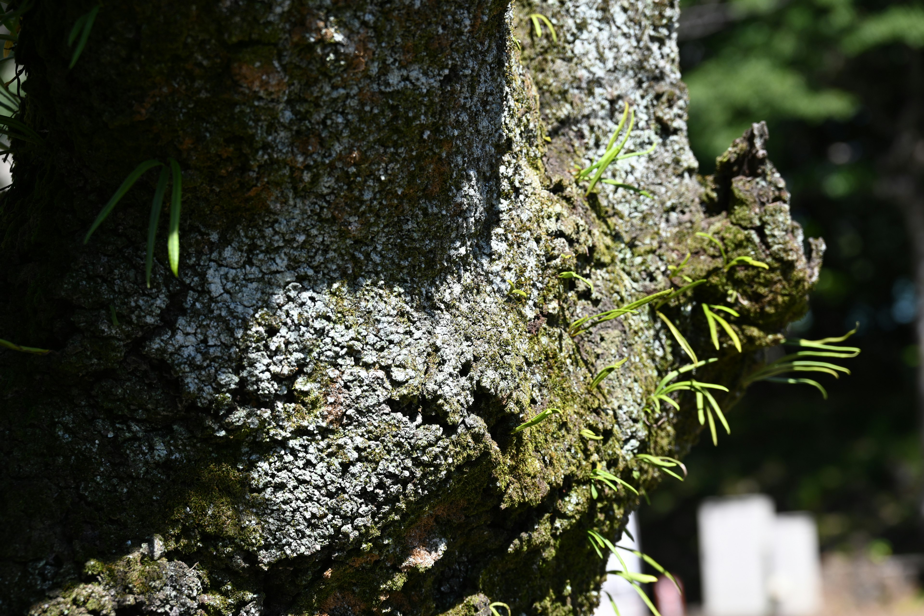 Gros plan sur un tronc d'arbre montrant de la mousse et de petites feuilles vertes