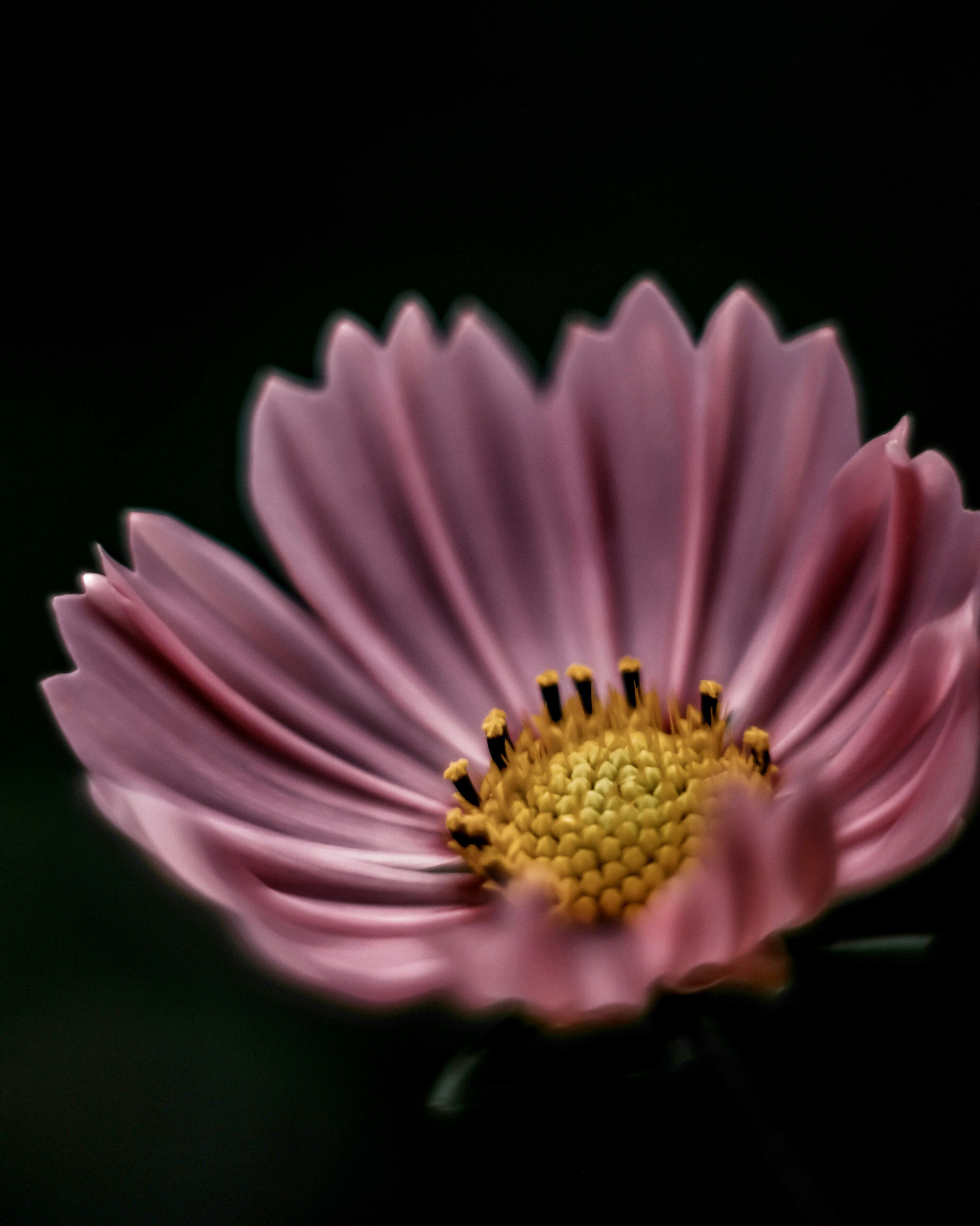 Fleur rose délicate avec un centre jaune et des pétales fins